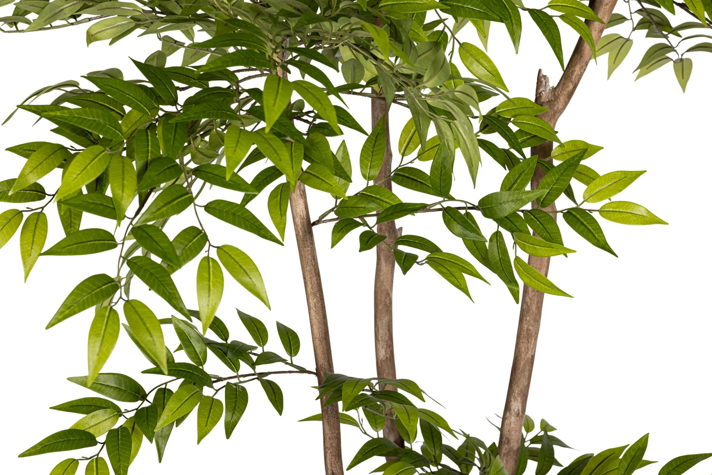 8' French Ficus Tree   FP1414 - Image 5