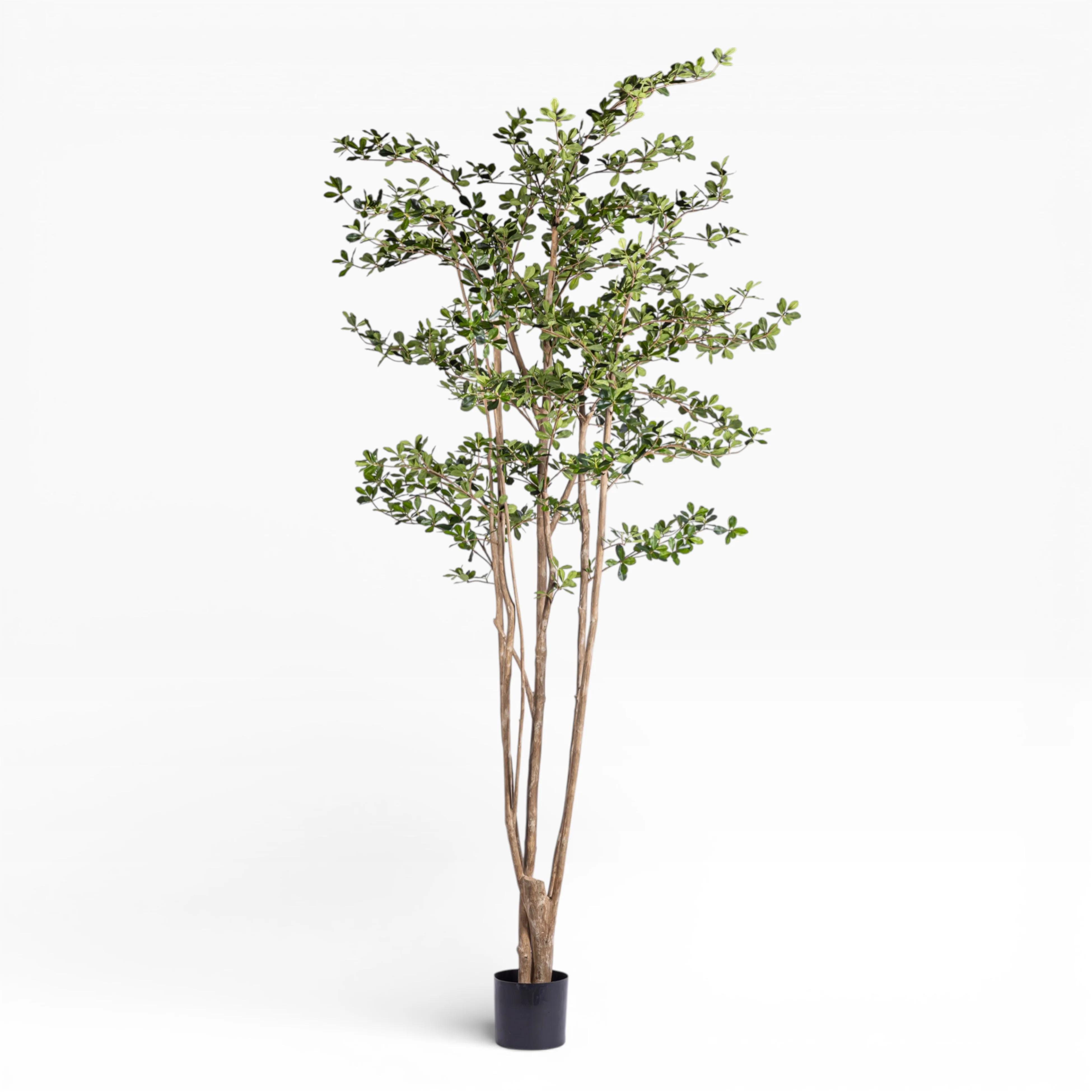 8' Black Olive Shady Lady Tree FP1411 - Image 3