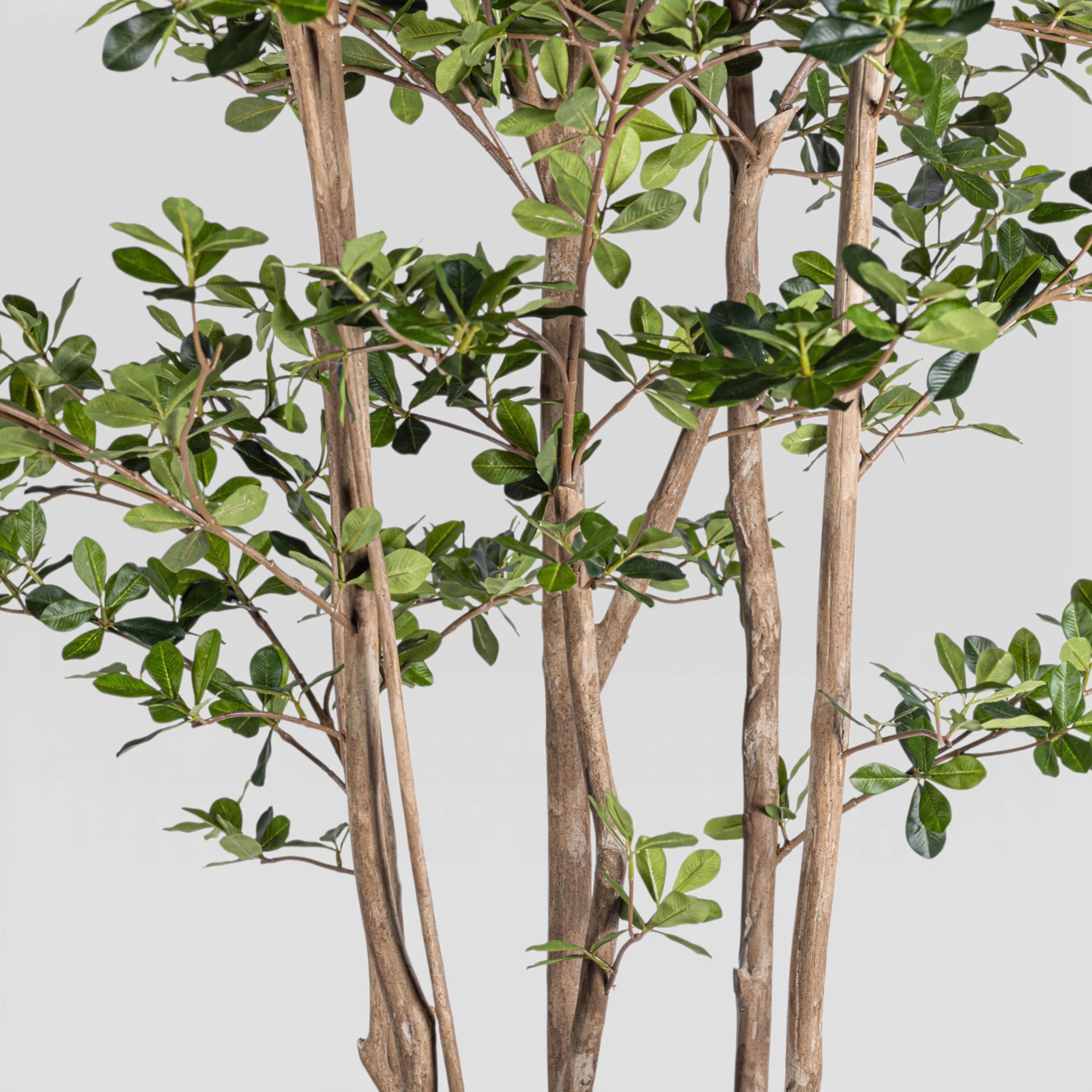 8' Black Olive Shady Lady Tree FP1411 - Image 4
