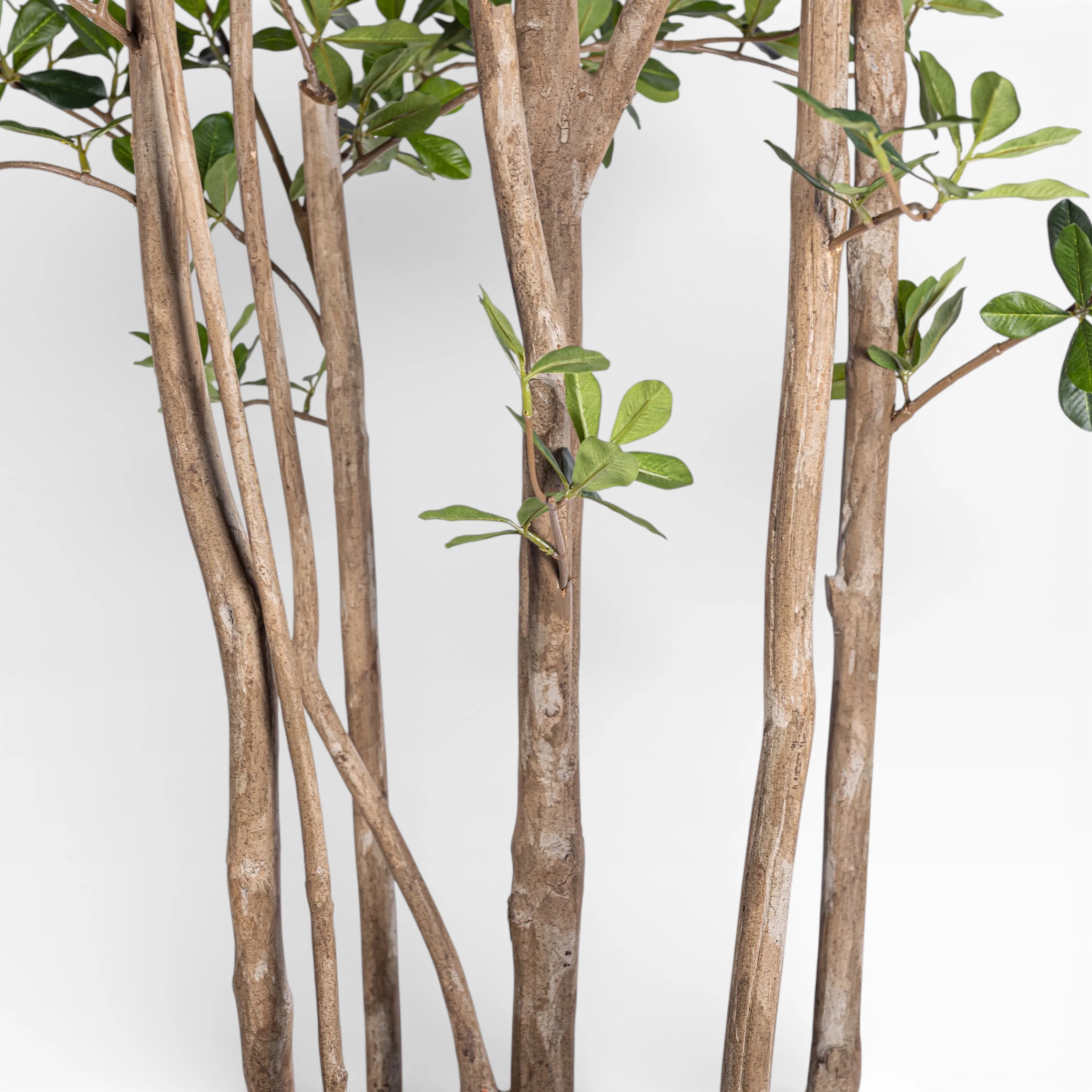8' Black Olive Shady Lady Tree FP1411 - Image 5