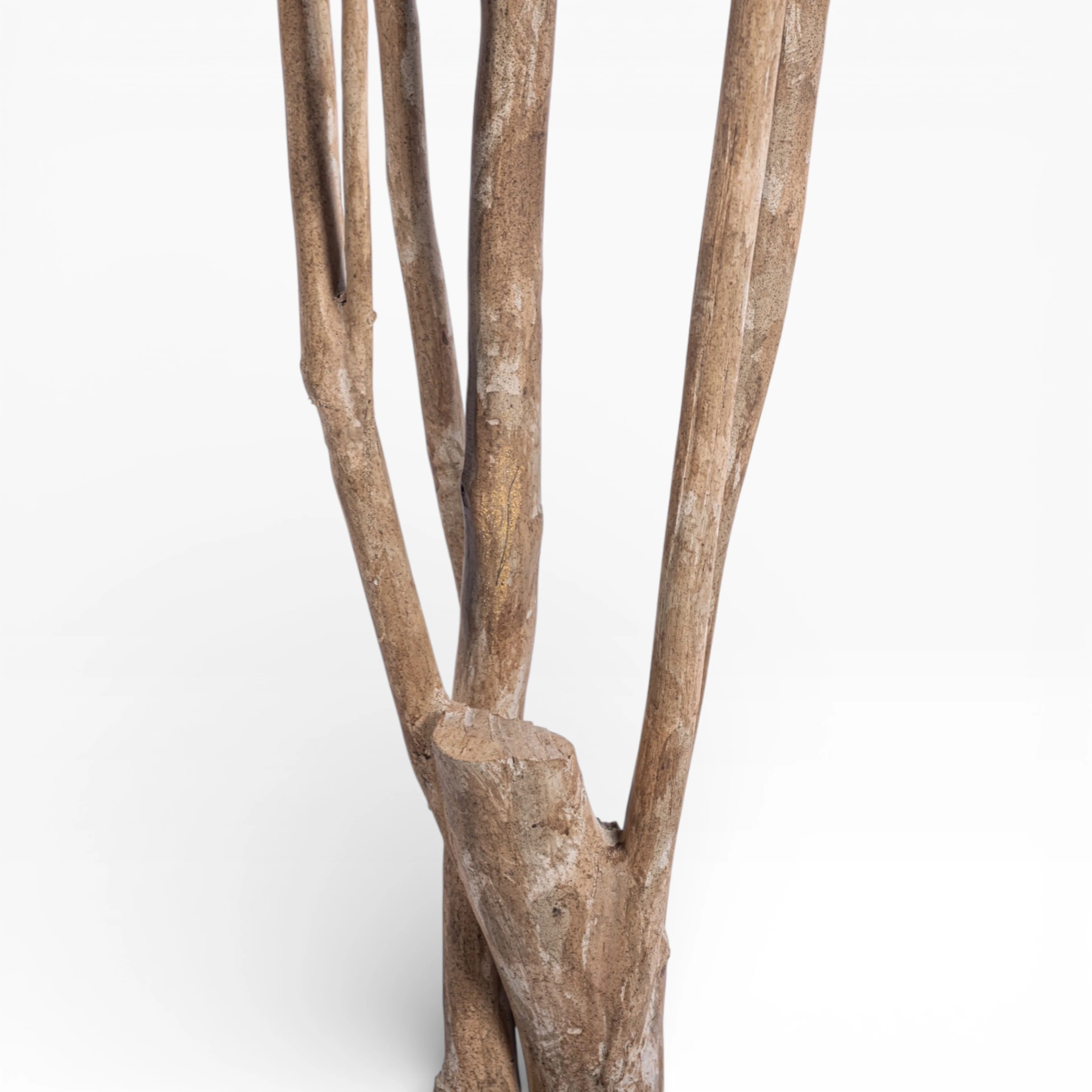 8' Black Olive Shady Lady Tree FP1411 - Image 6