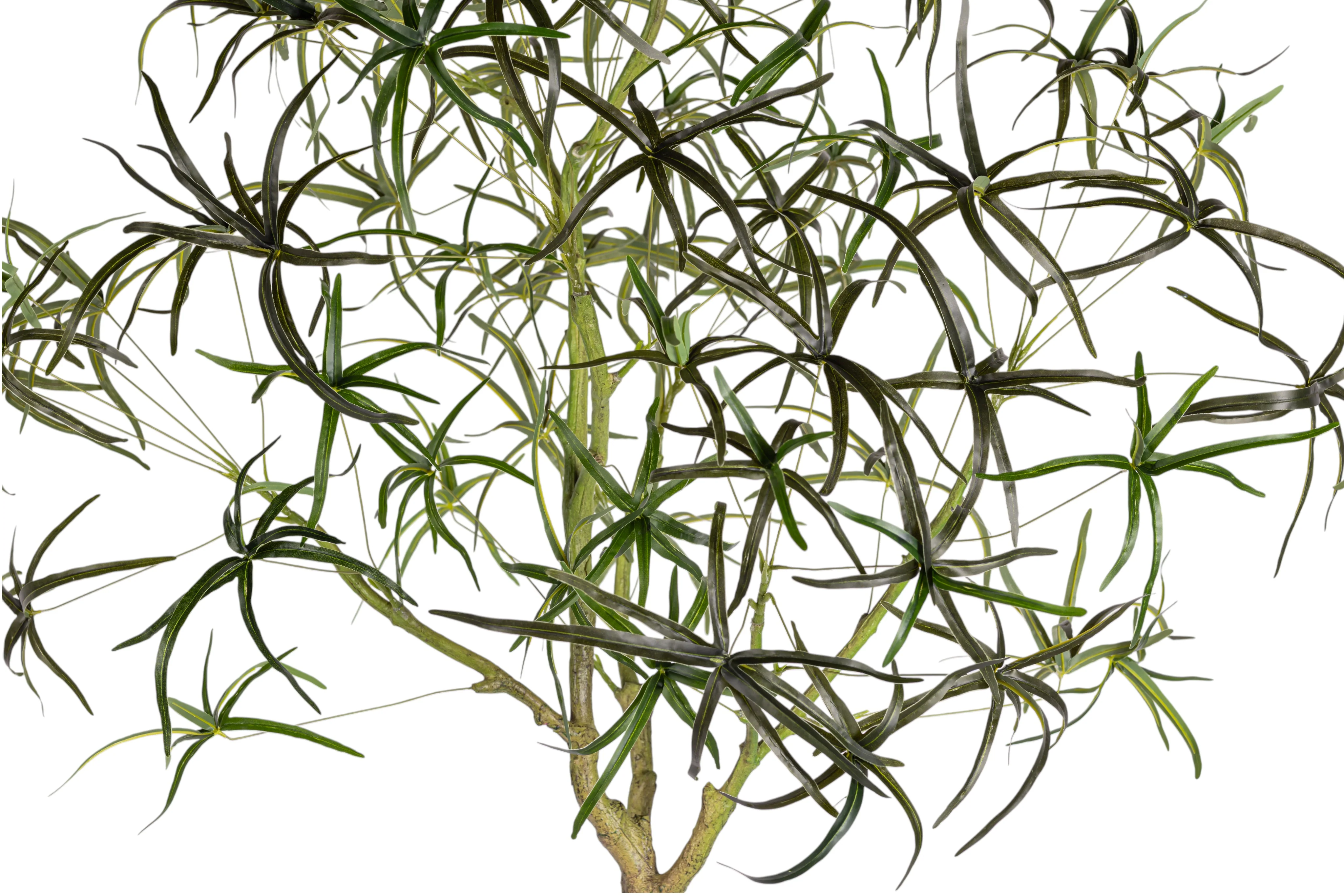 7' Queensland Bottle Tree     FP1436 - Image 3