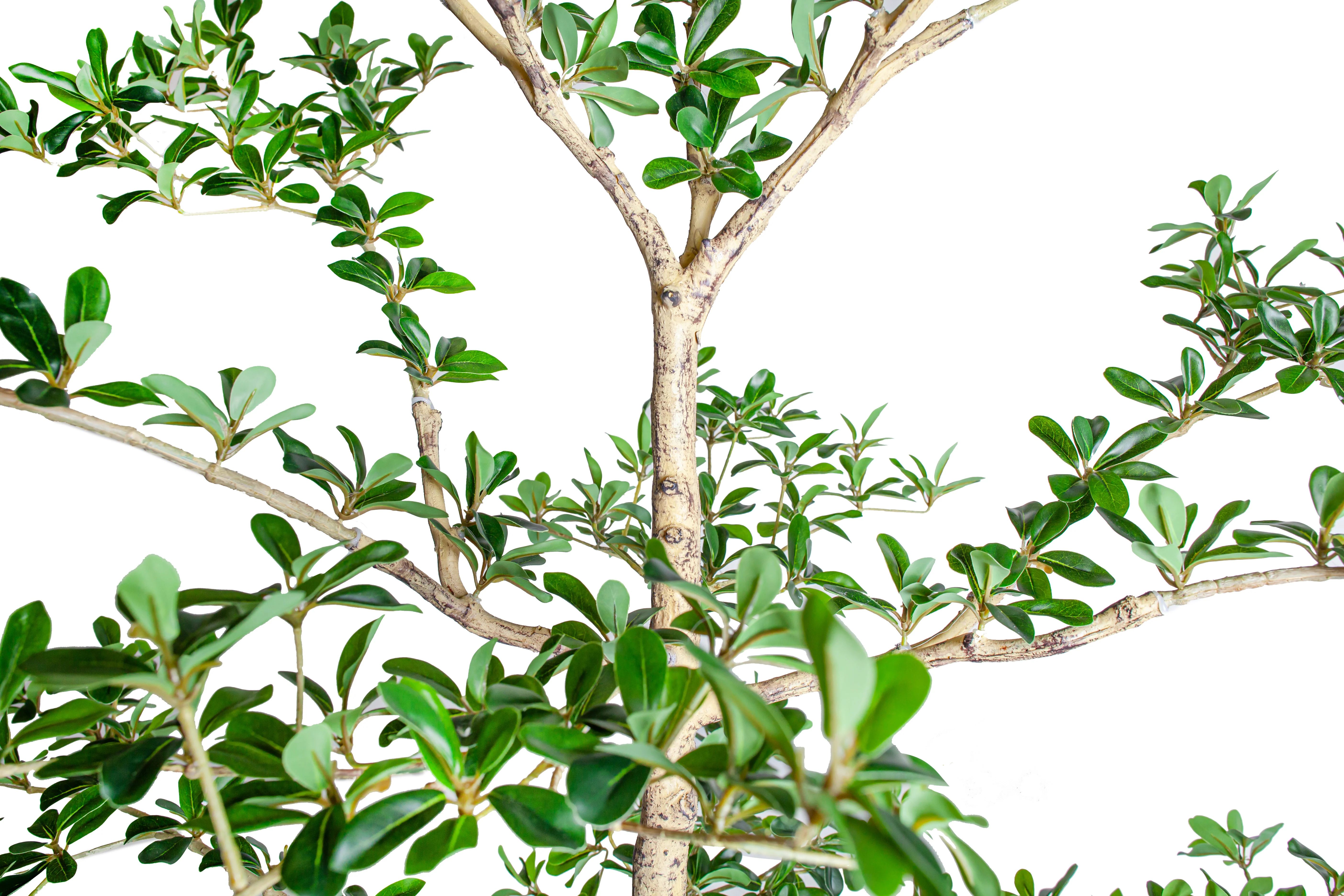 7' Shady Lady Black Olive Tree FP1446 - Image 4