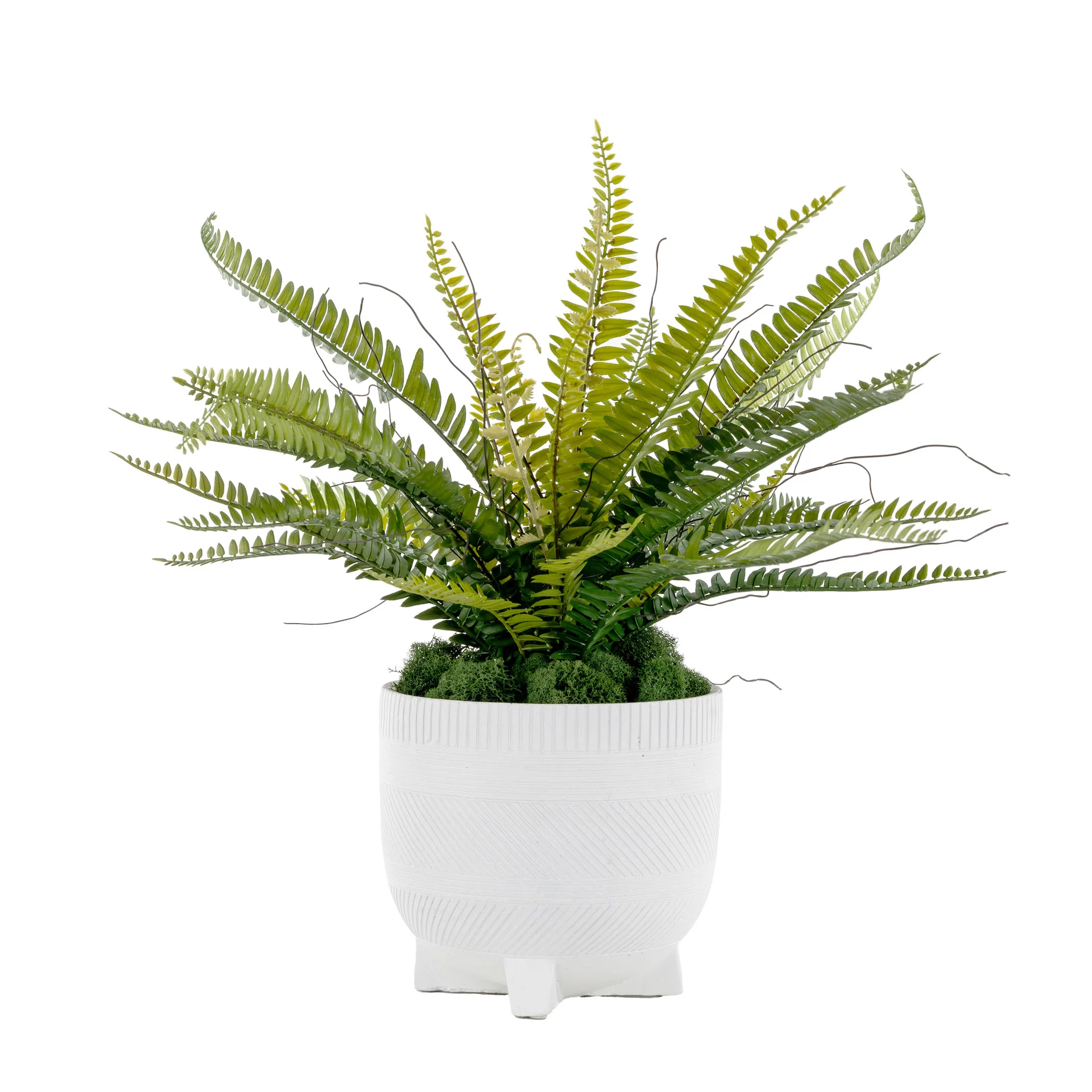 7" Winifred Pot with Fern Arrangement AR1626