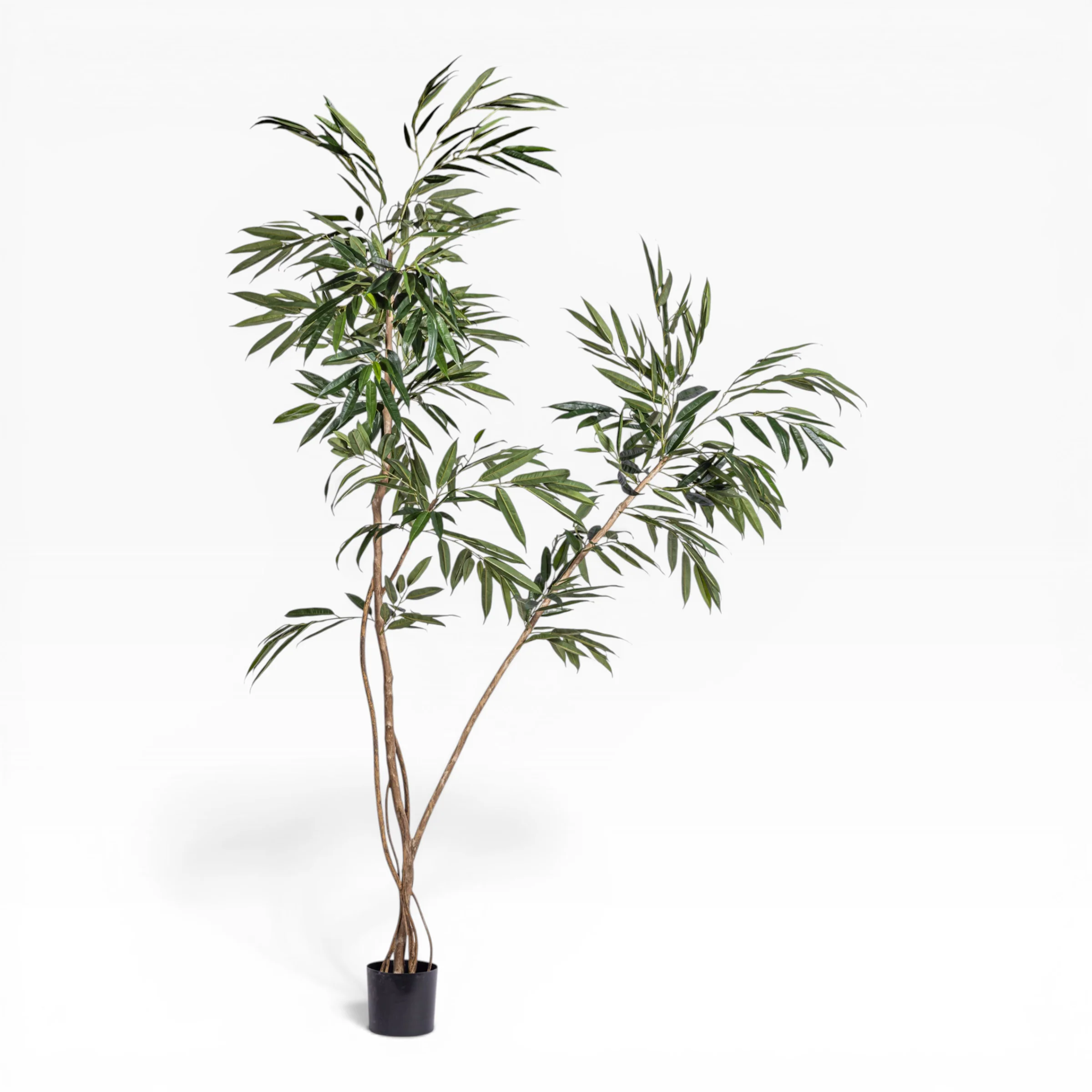 8.5' Ficus Alii Tree    FP1432
