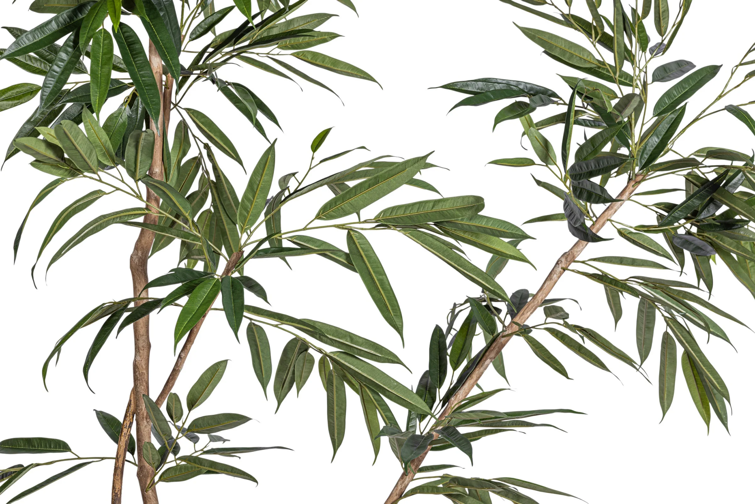 8.5' Ficus Alii Tree    FP1432 - Image 3