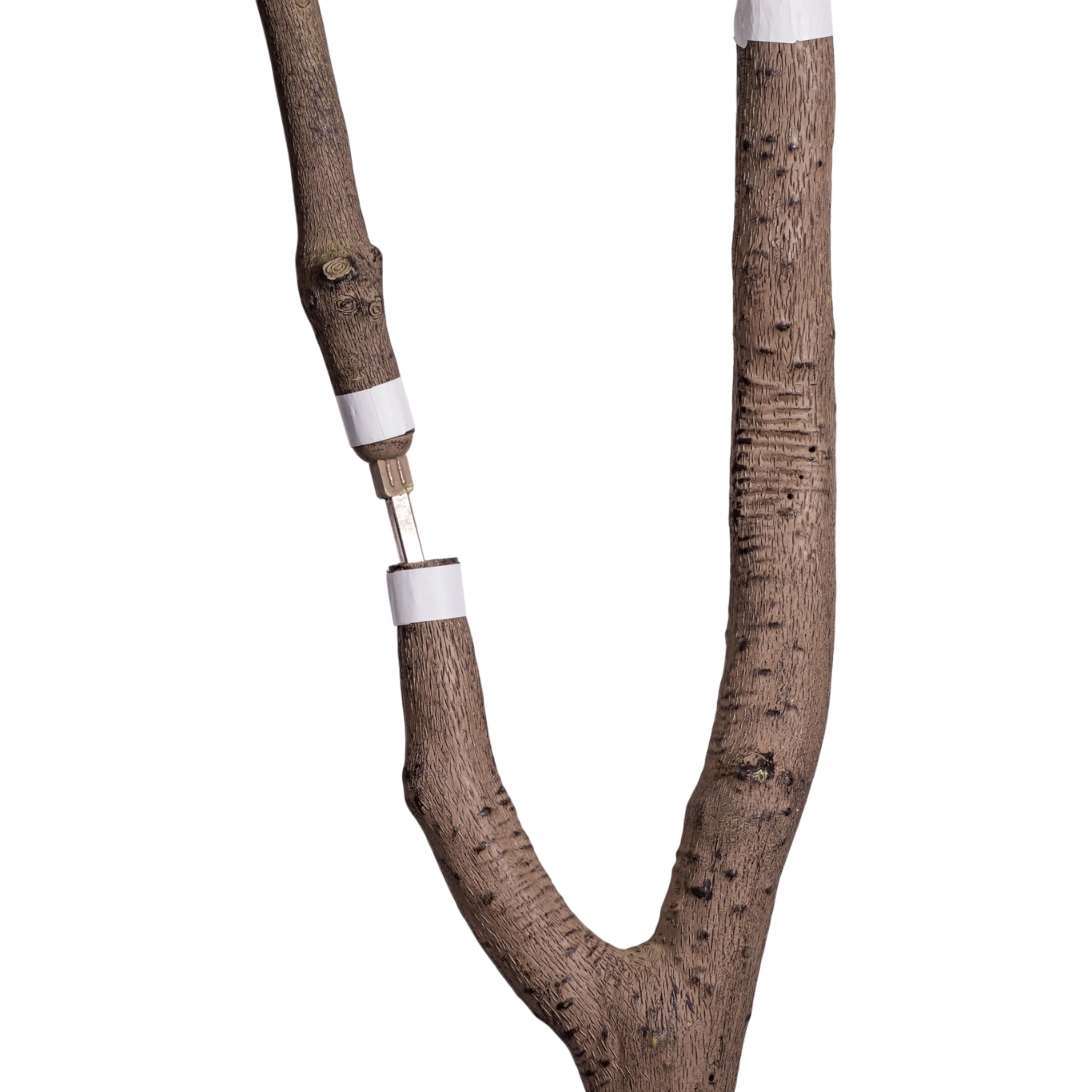 8.5' Gardenia Tree FP1475 - Image 8