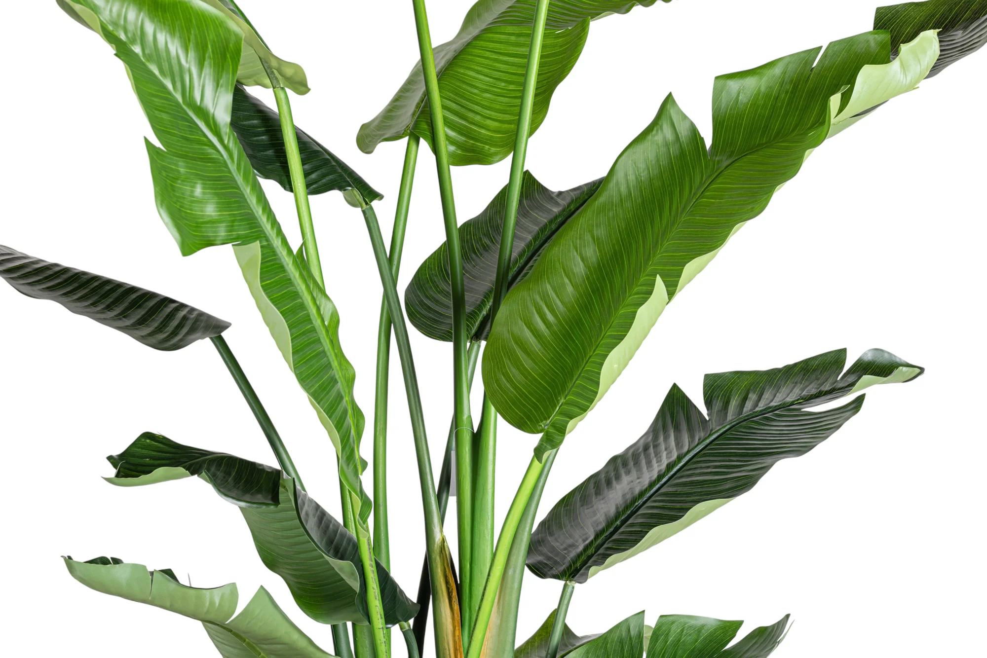 8' Bird of Paradise FP1472 - Image 3