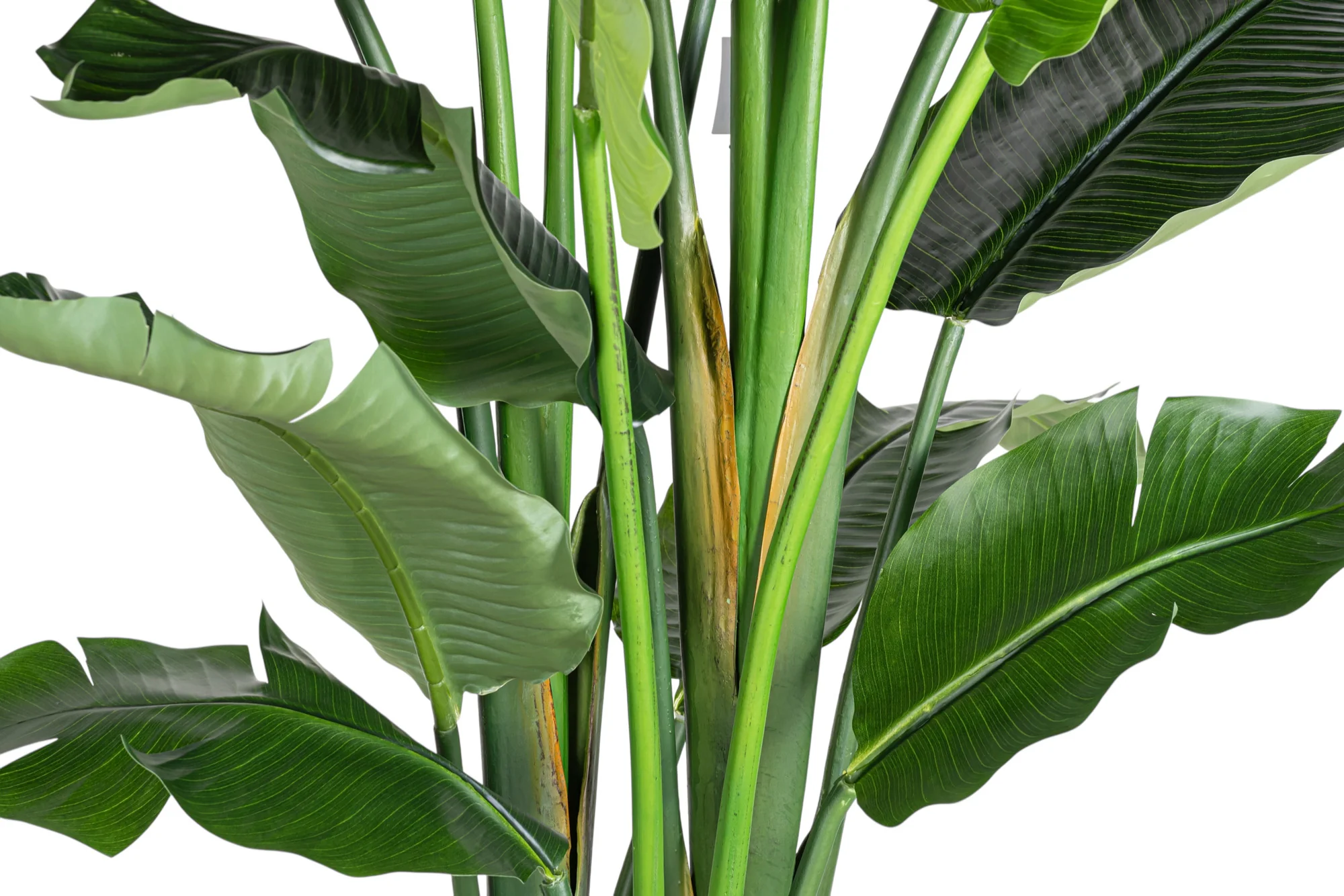 8' Bird of Paradise FP1472 - Image 4