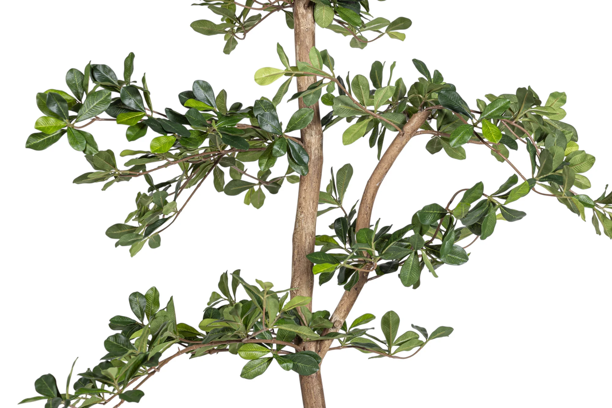 8' Black Olive Shady Lady Tree     FP1011 - Image 3