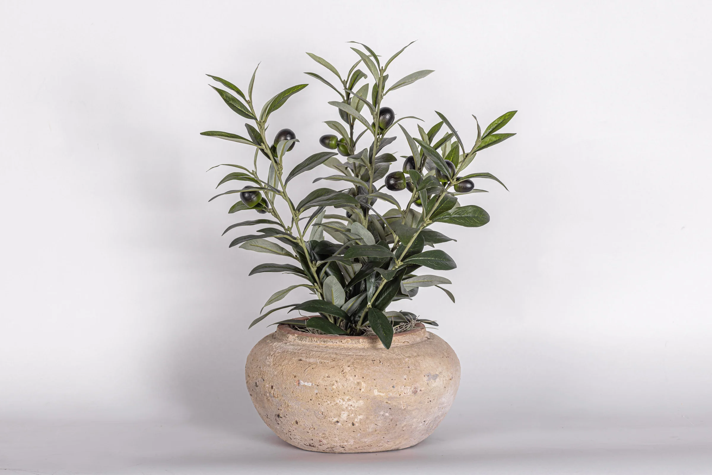 8" Esther Pot with Olive Arrangement AR1991