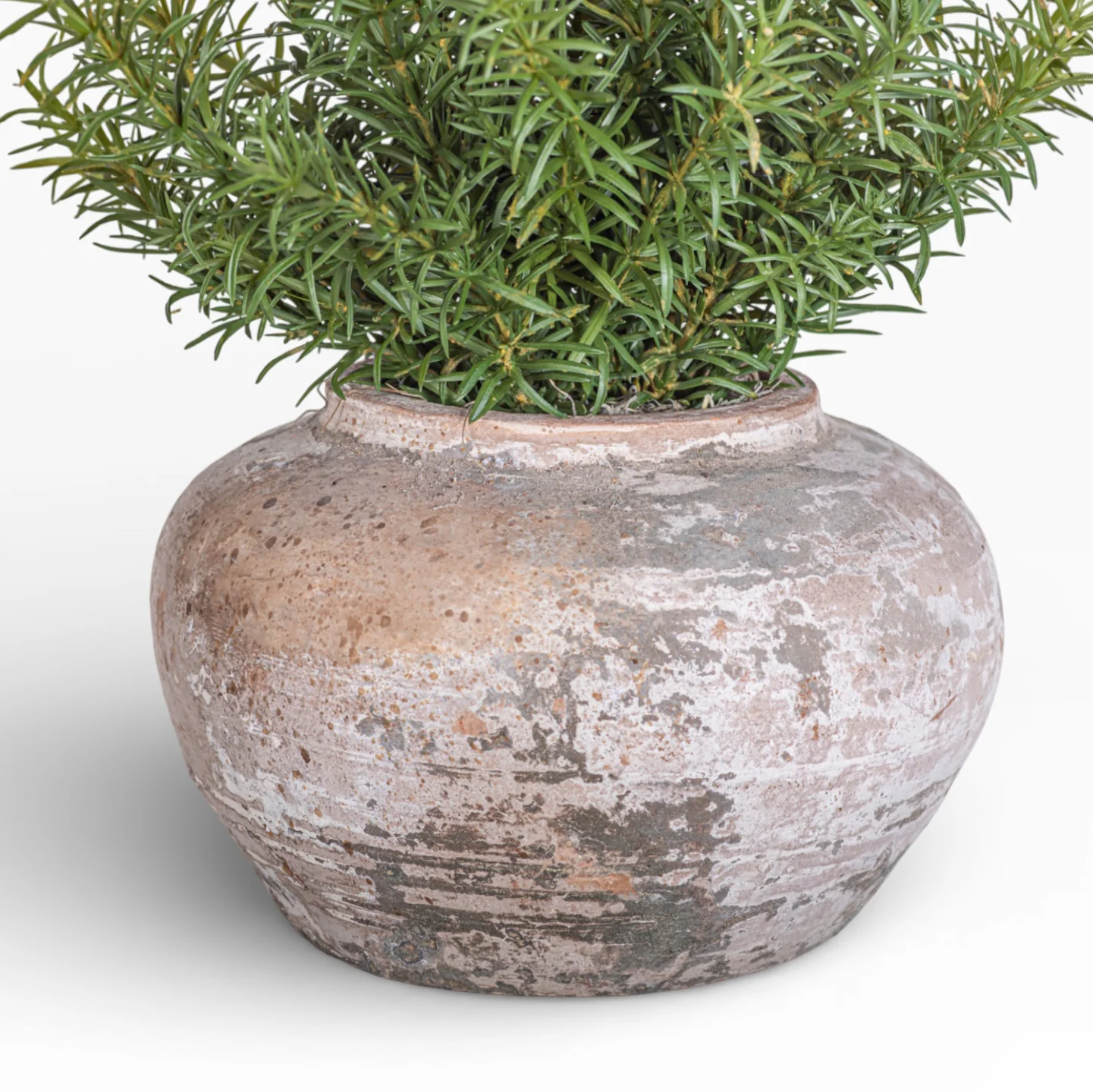 8" Esther Pot with Rosemary Arrangement AR1468 - Image 2