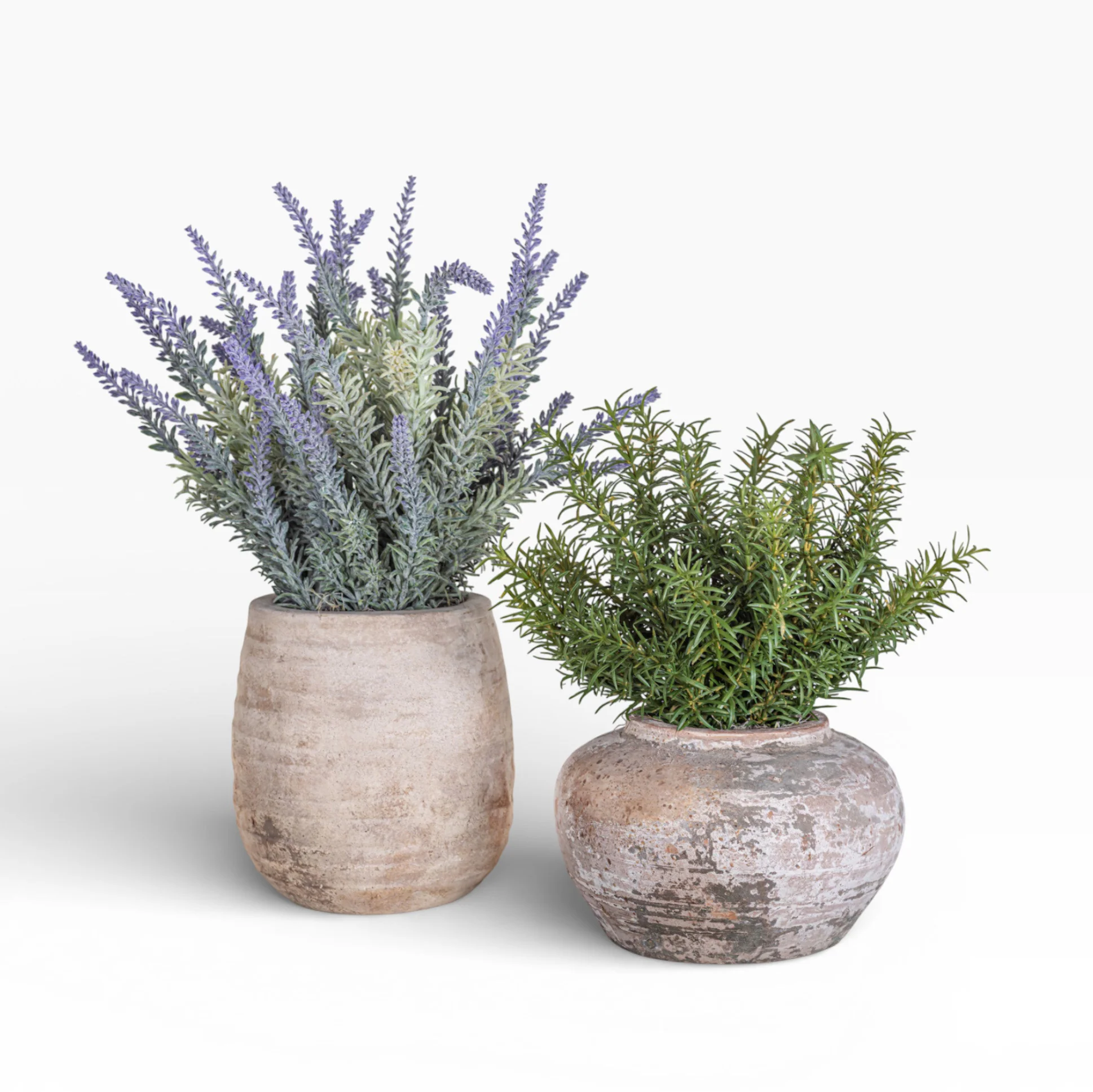 8" Esther Pot with Rosemary Arrangement AR1468 - Image 3