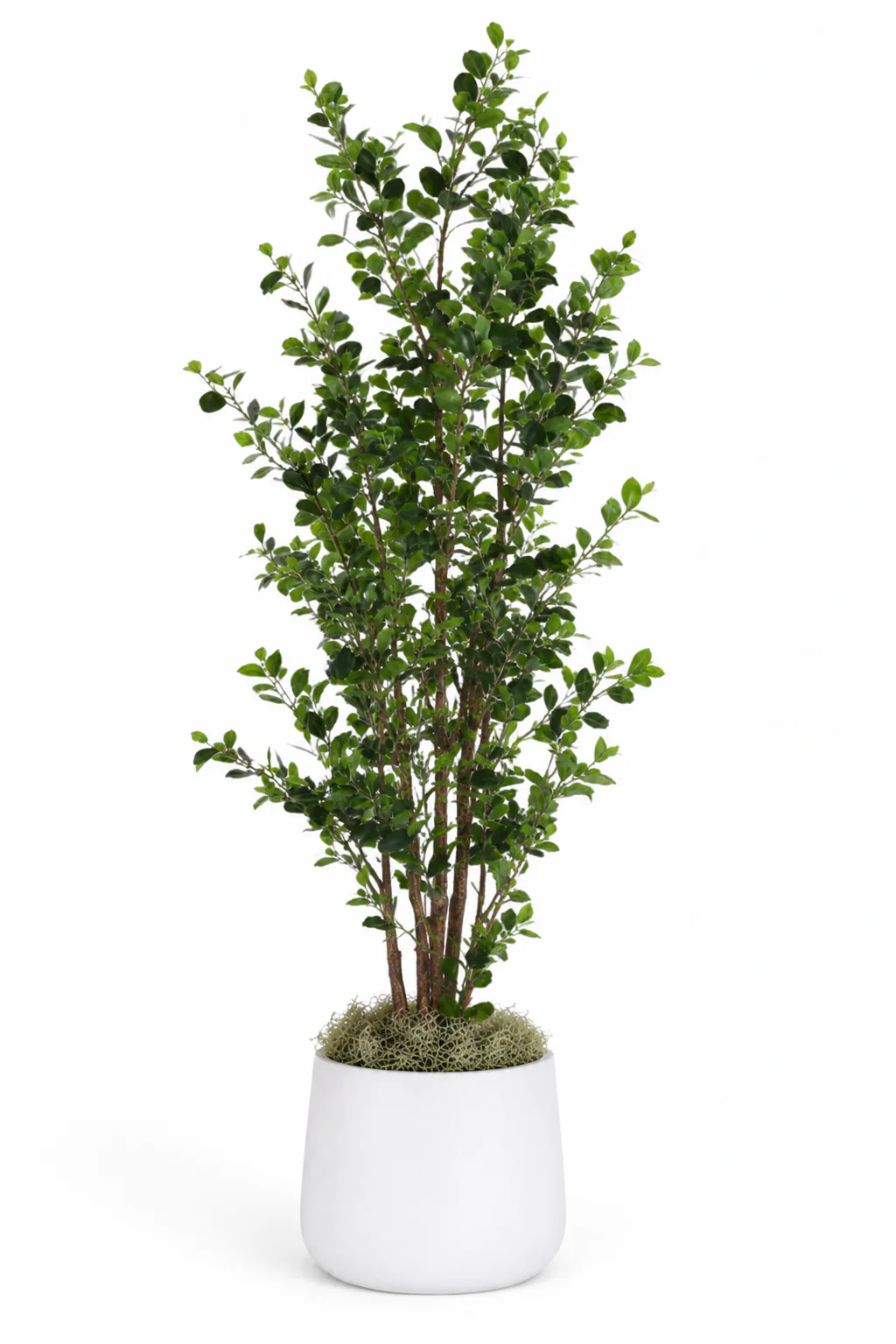 8' Ficus Tree in Cooper Planter Large    PC1082 - Image 3