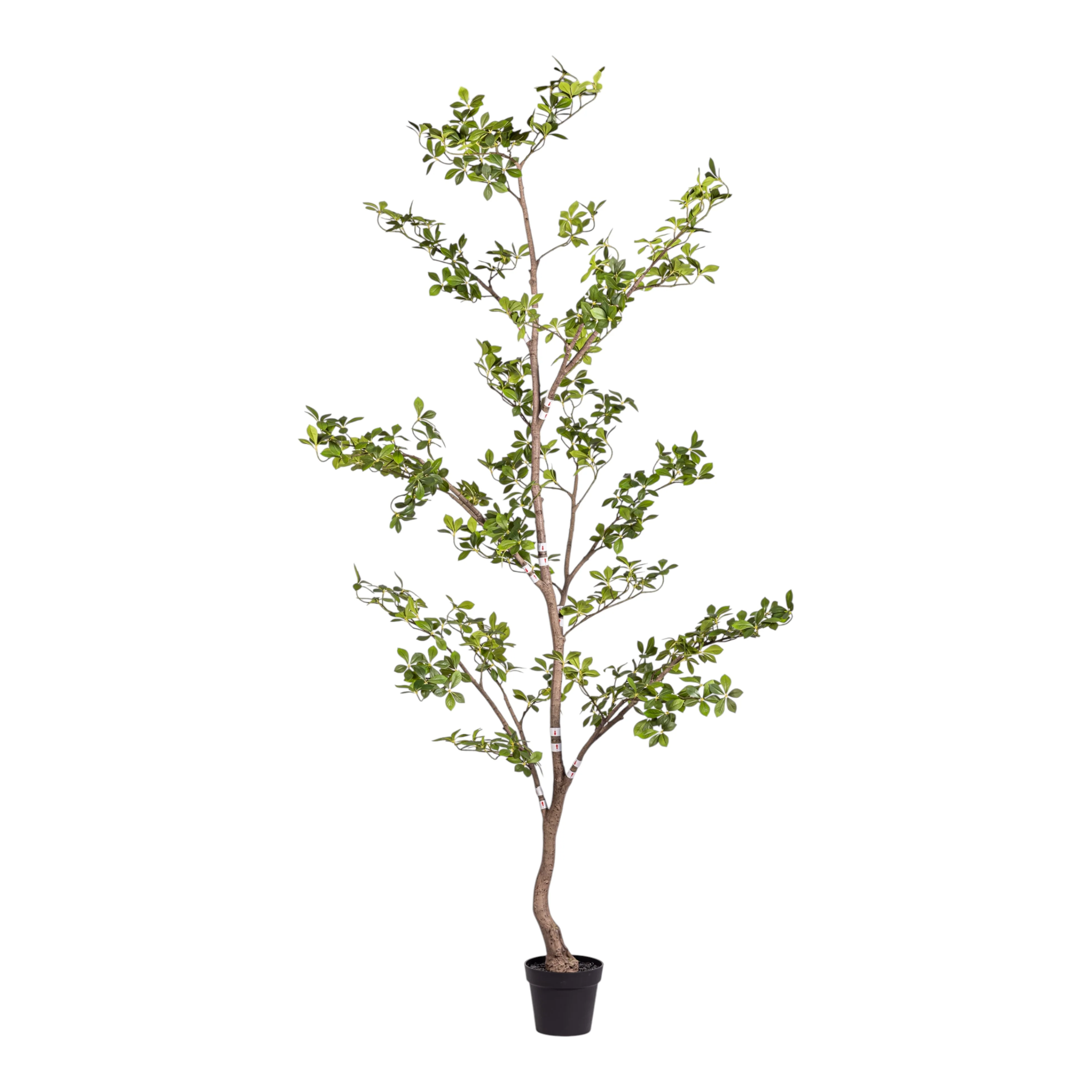8' Gardenia Tree (flowerless)   FP1423
