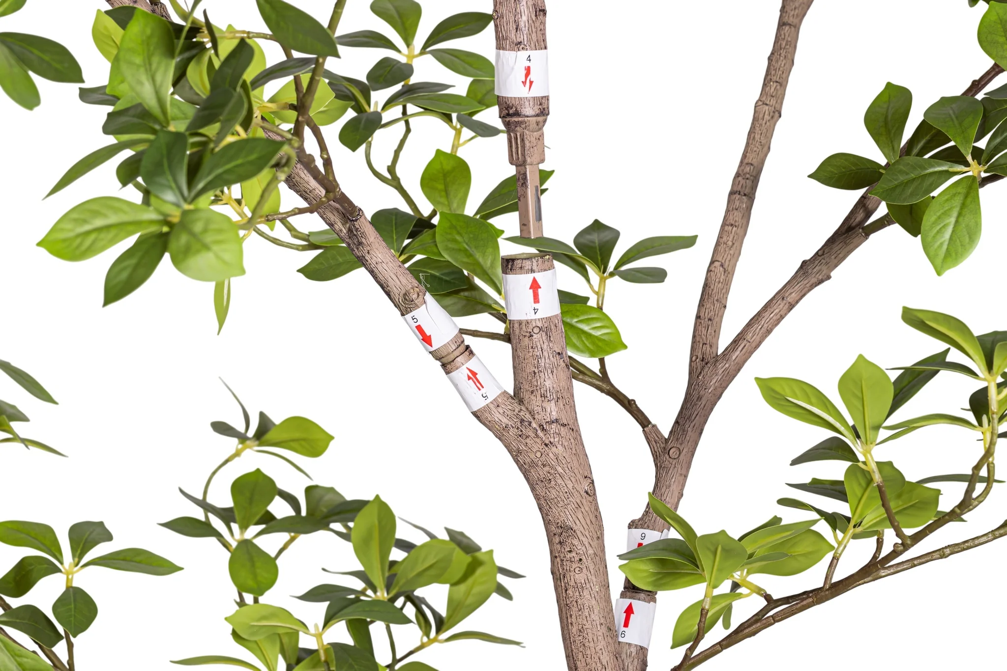 8' Gardenia Tree (flowerless)   FP1423 - Image 3