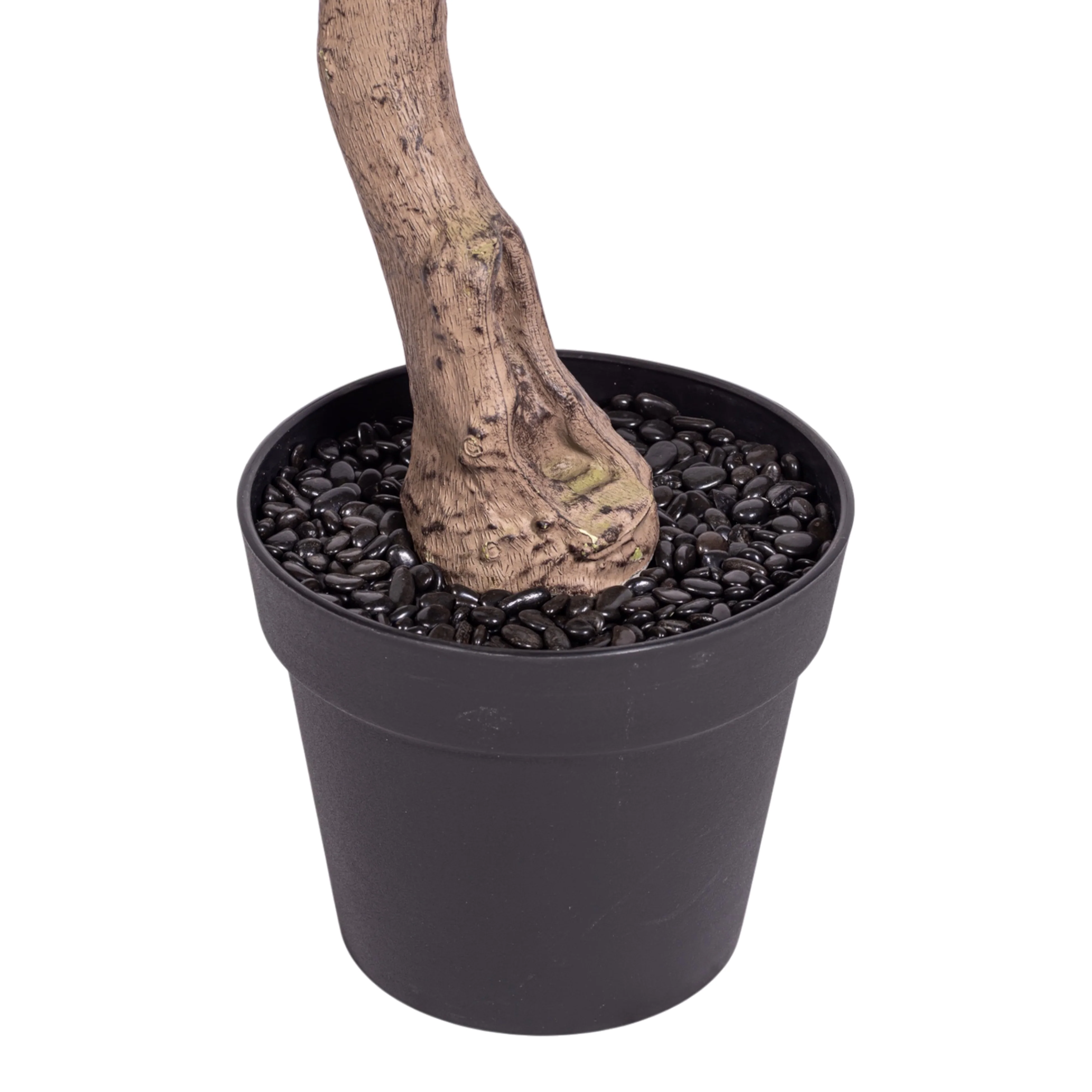 8' Gardenia Tree (flowerless)   FP1423 - Image 4