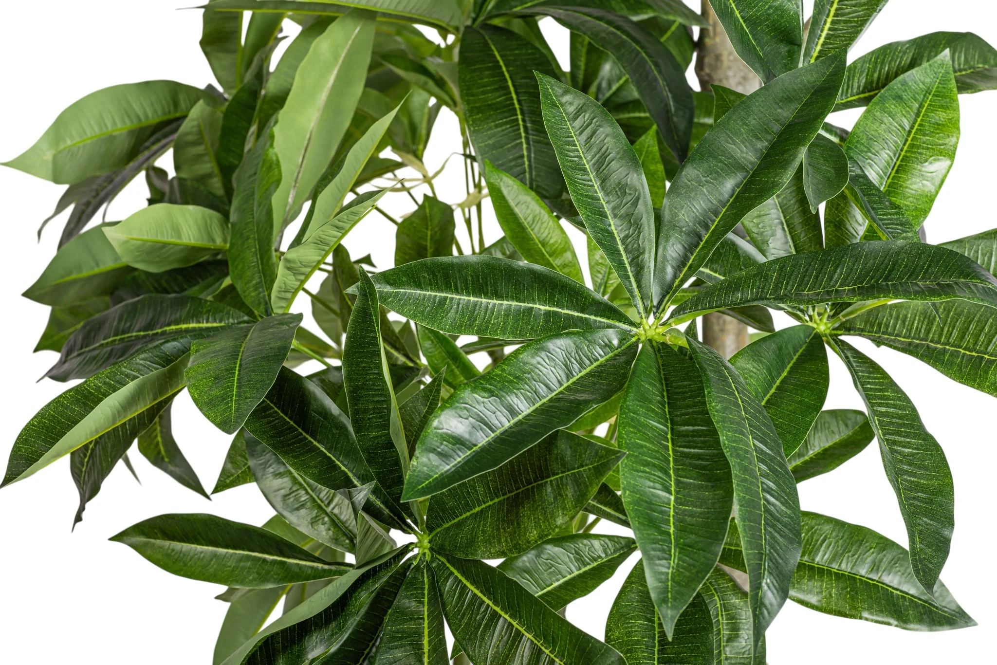 8' Money Tree    FP1476 - Image 3