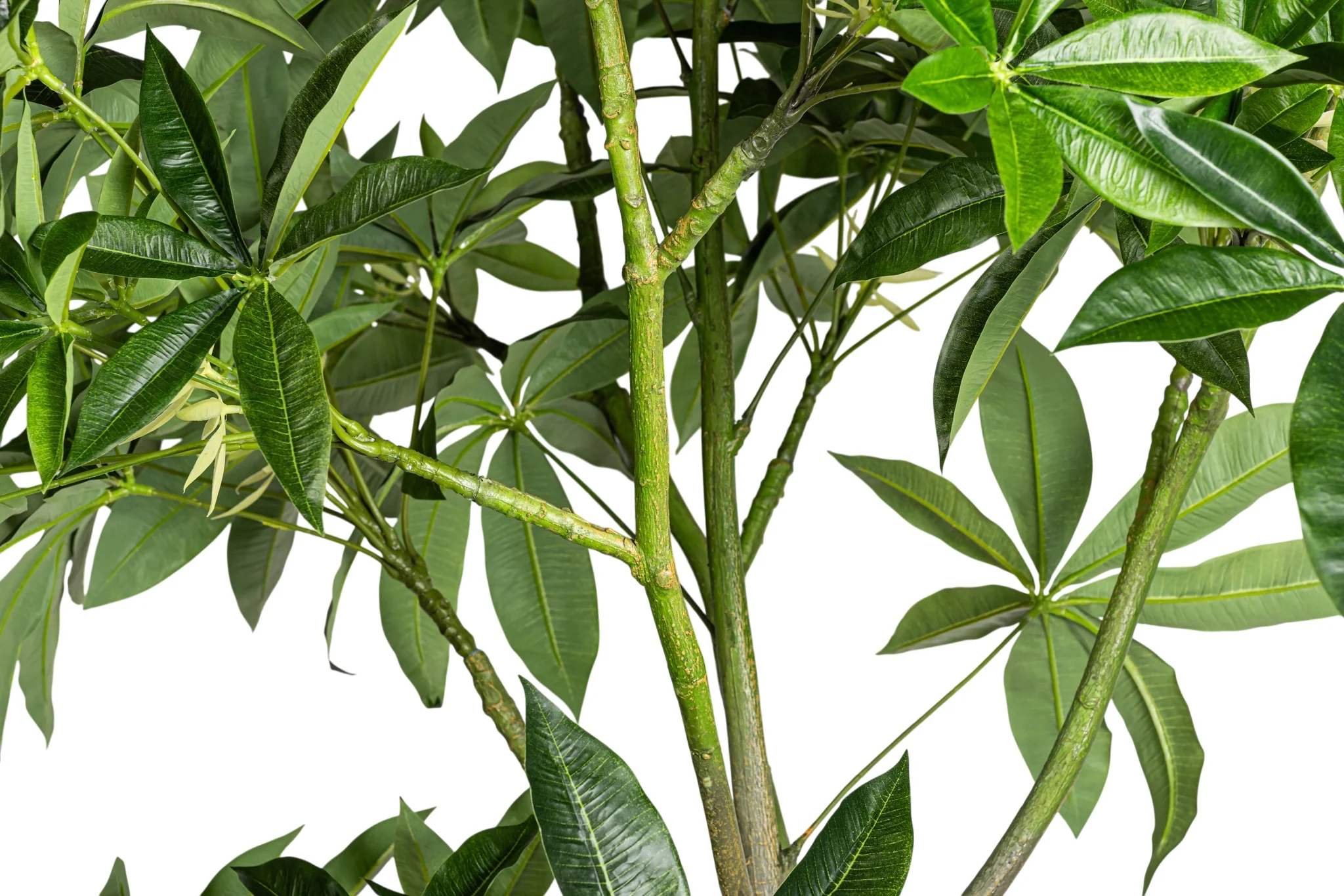 8' Money Tree    FP1476 - Image 4