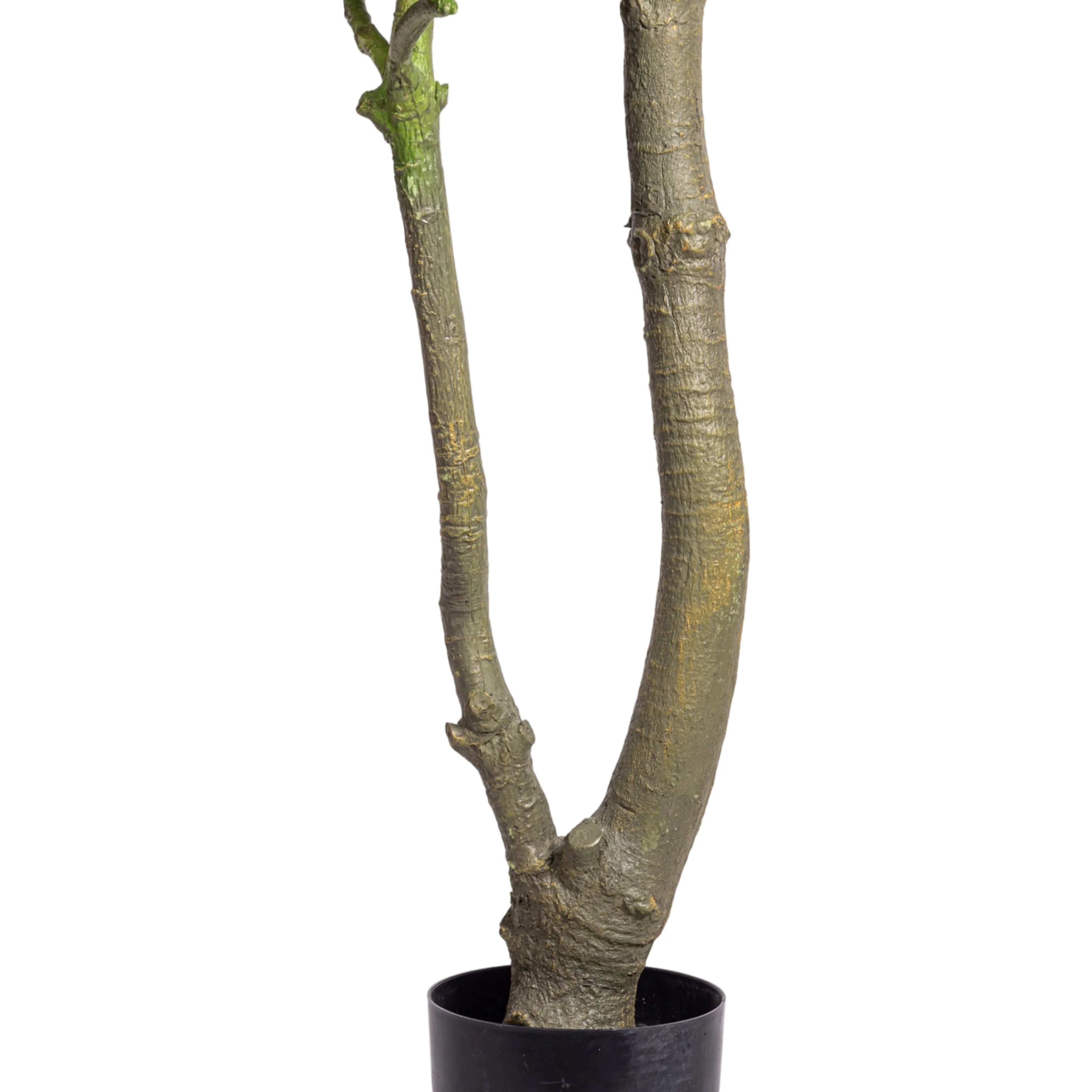 8' Money Tree    FP1476 - Image 5