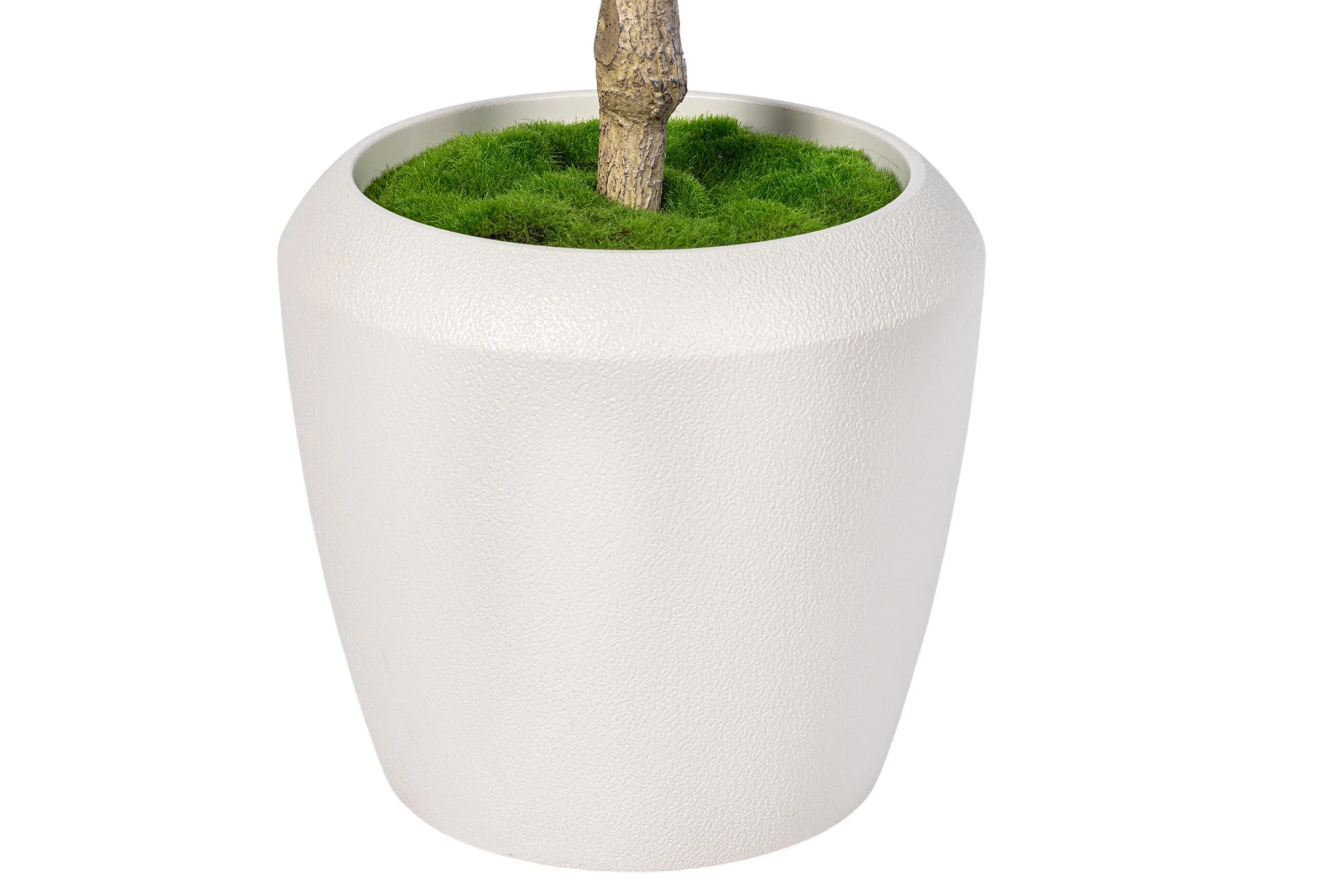 8.5' Olive Tree in Round Tapered Pot with Green Moss   FP1444 - Image 3