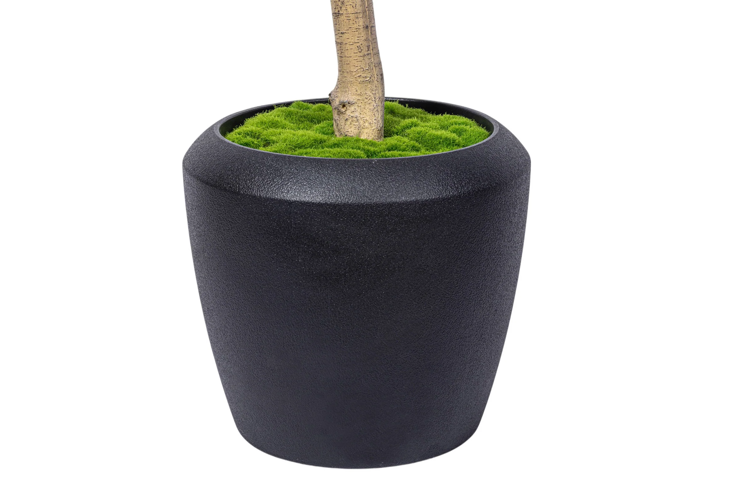8.5' Olive Tree in Round Tapered Pot with Green Moss   FP1444 - Image 4
