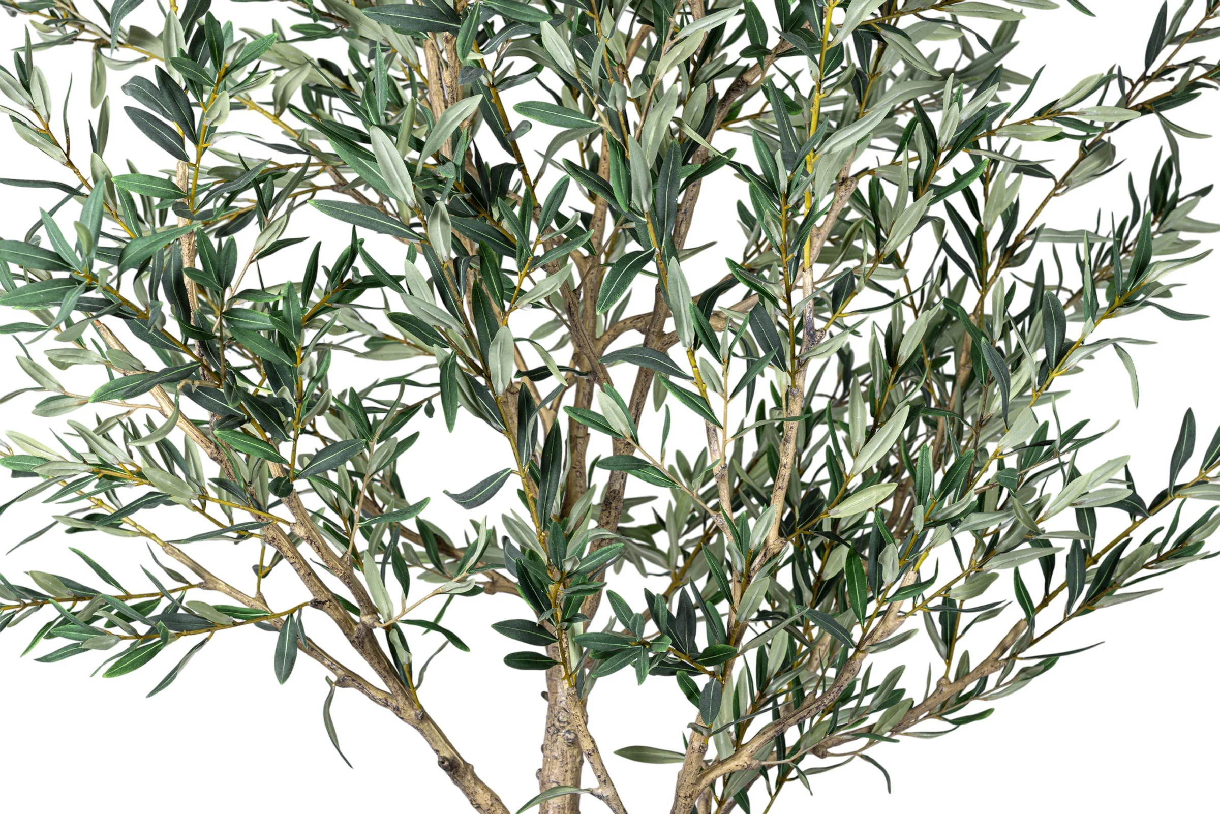8.5' Olive Tree in Round Tapered Pot with Green Moss   FP1444 - Image 6
