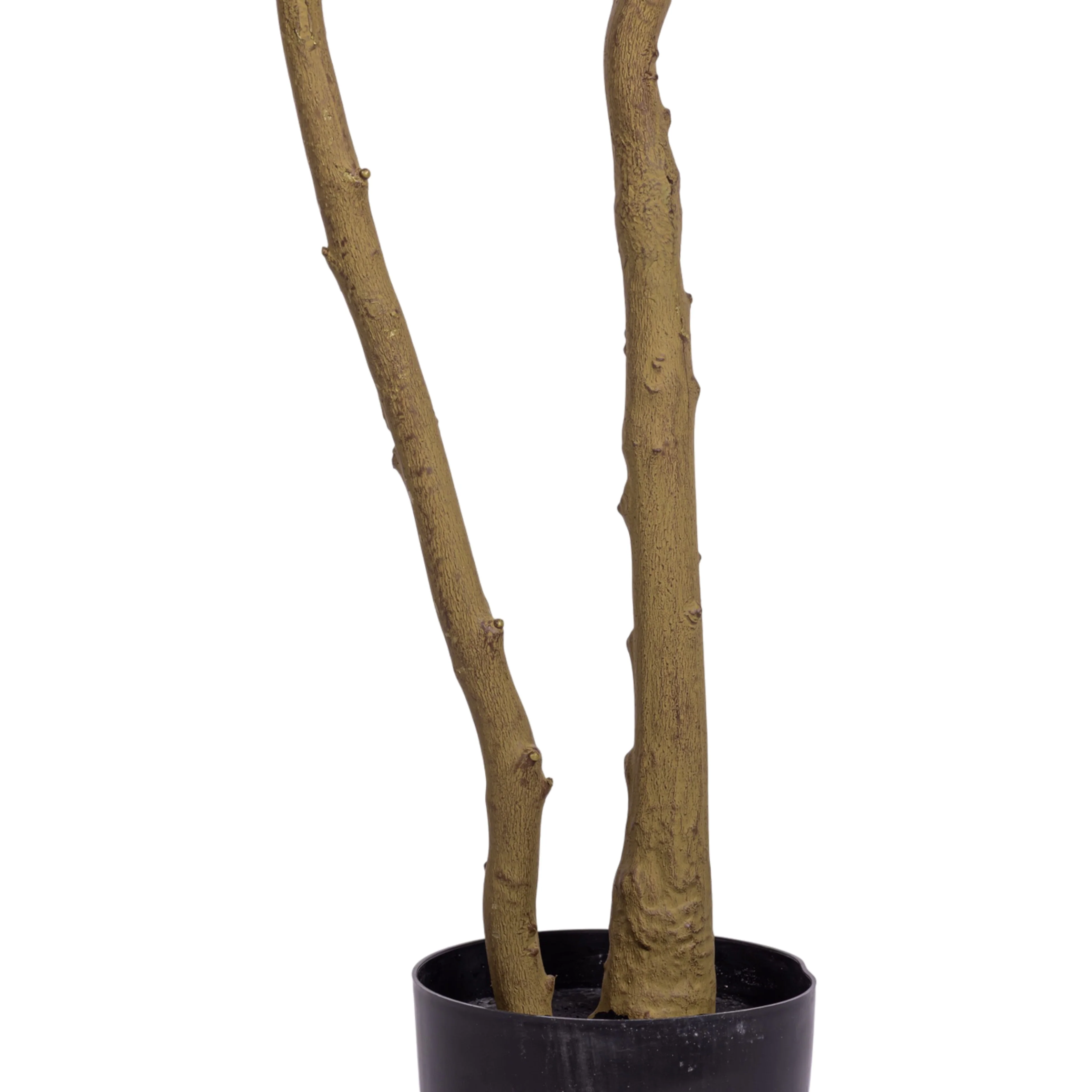 8' Rhododendron FP1474 - Image 8