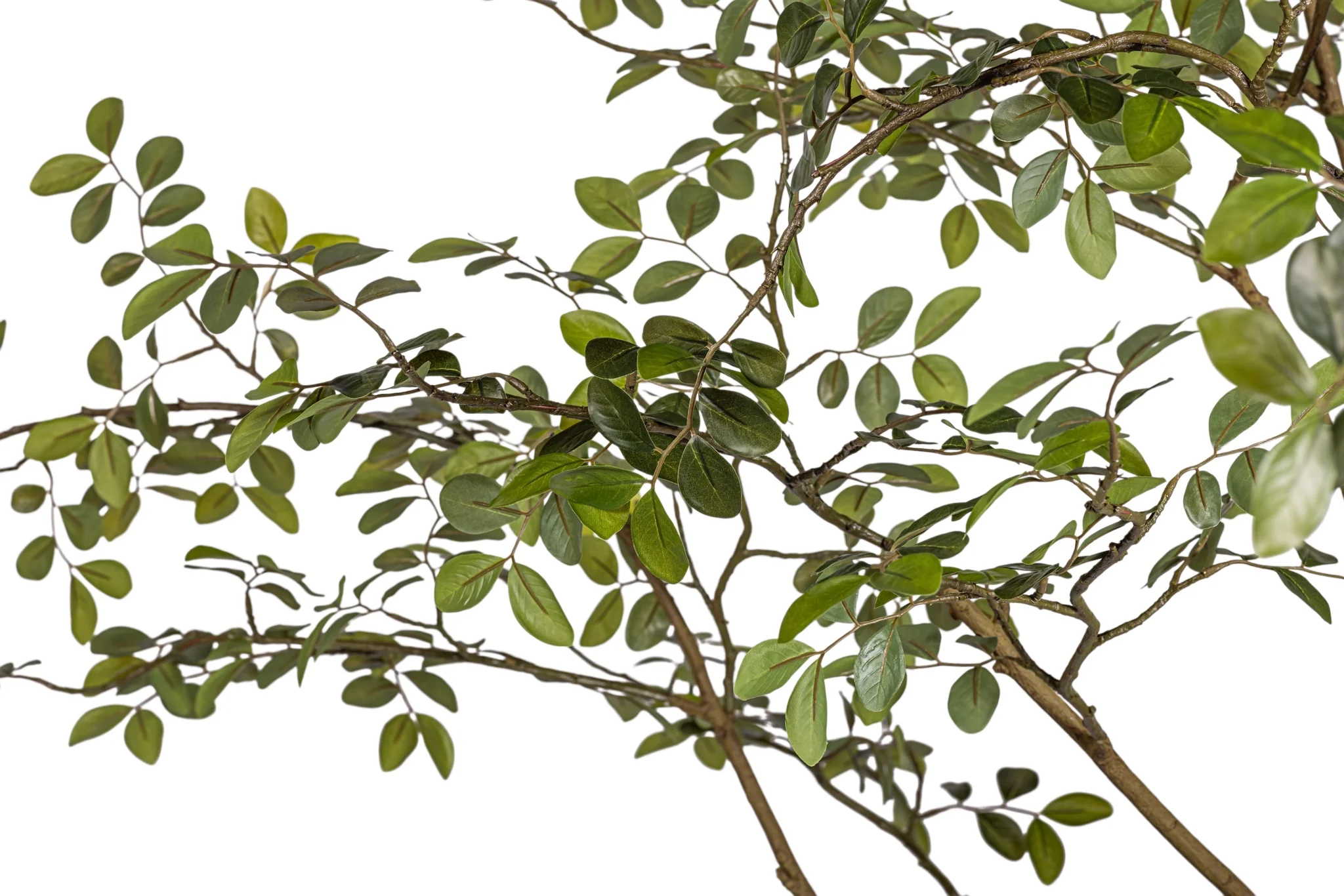 8' Rose Tree FP1473 - Image 5