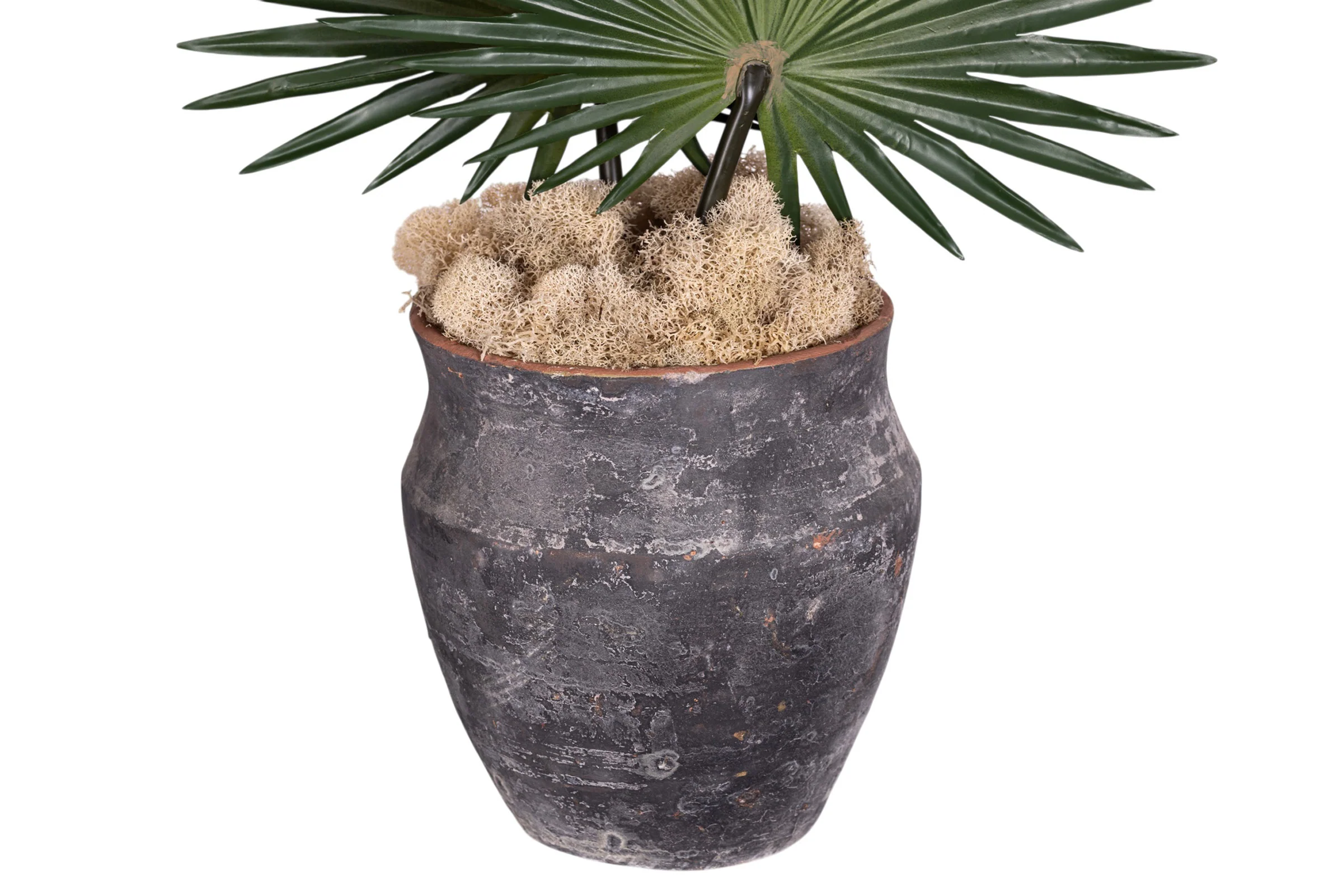 8" Titan Pot with Fan Palm Arrangement AR1907 - Image 2