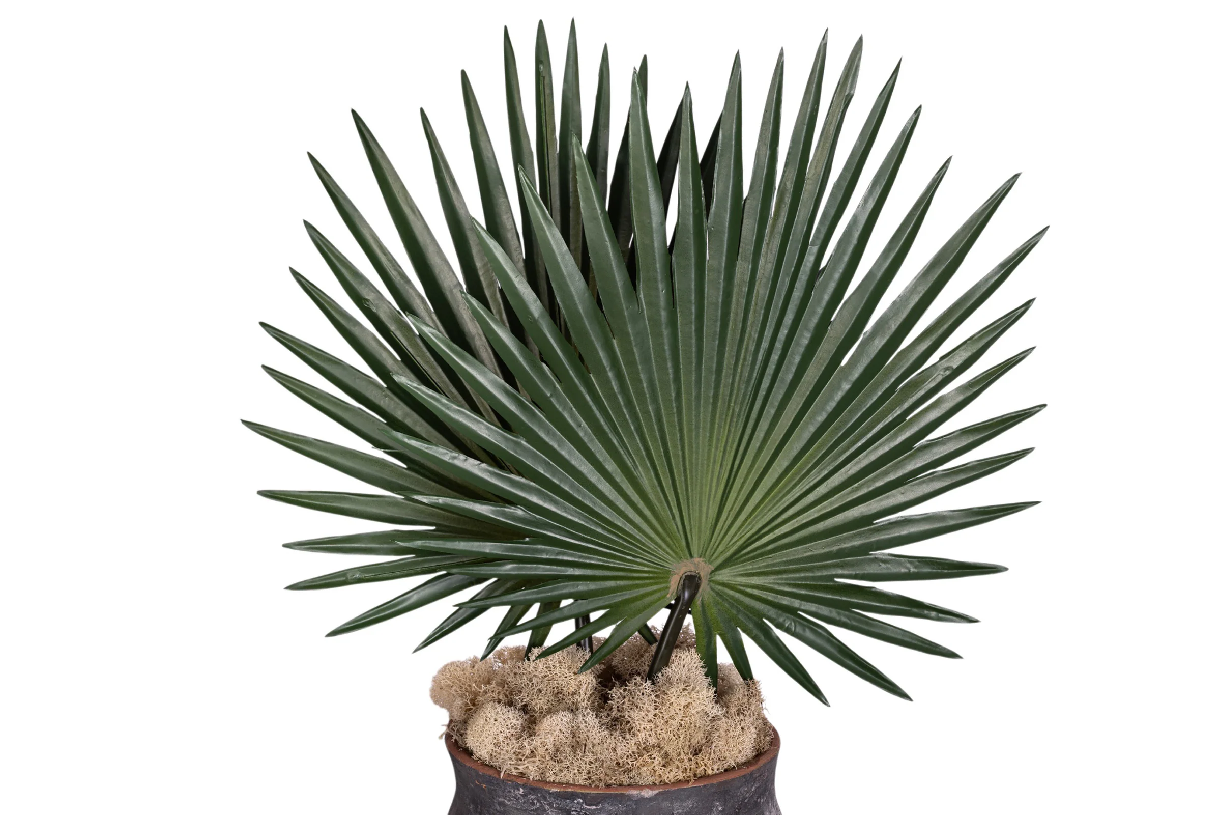 8" Titan Pot with Fan Palm Arrangement AR1907 - Image 3