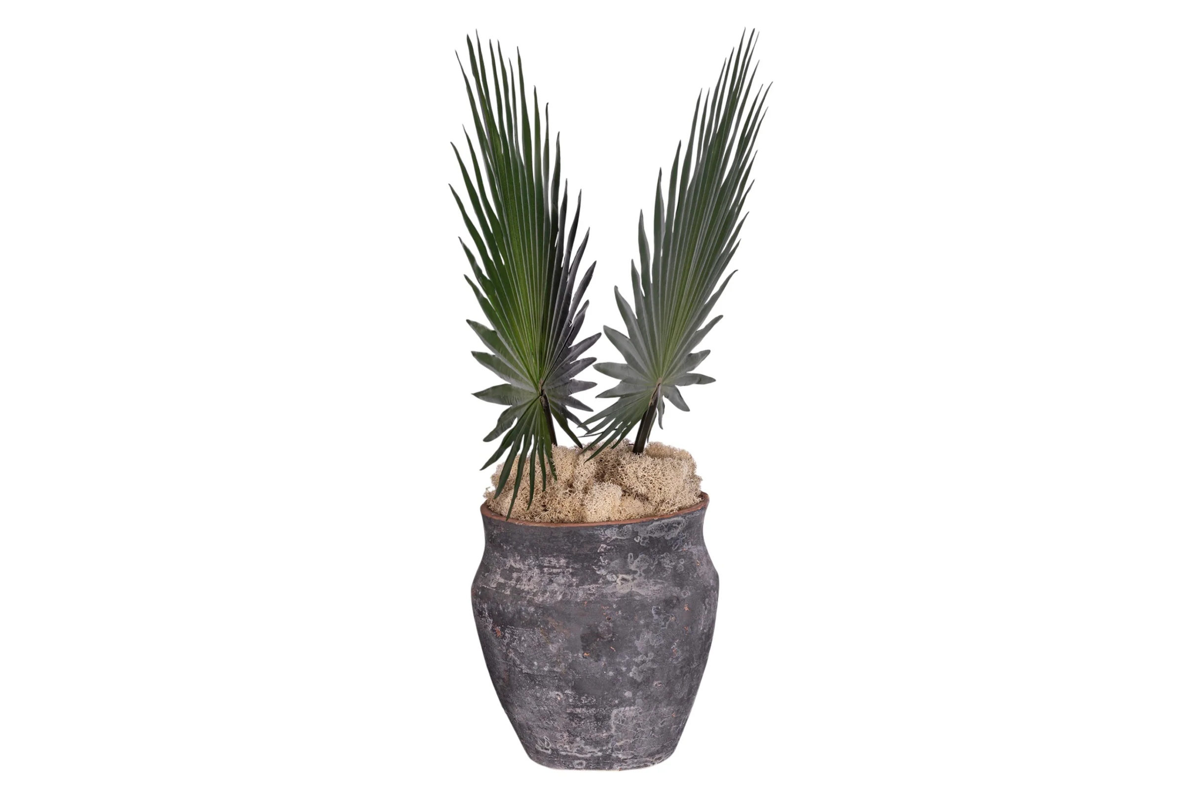 8" Titan Pot with Fan Palm Arrangement AR1907 - Image 4