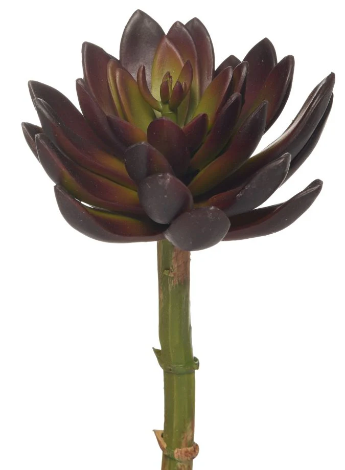 9" Echeveria Stem-Burgundy  SF1044