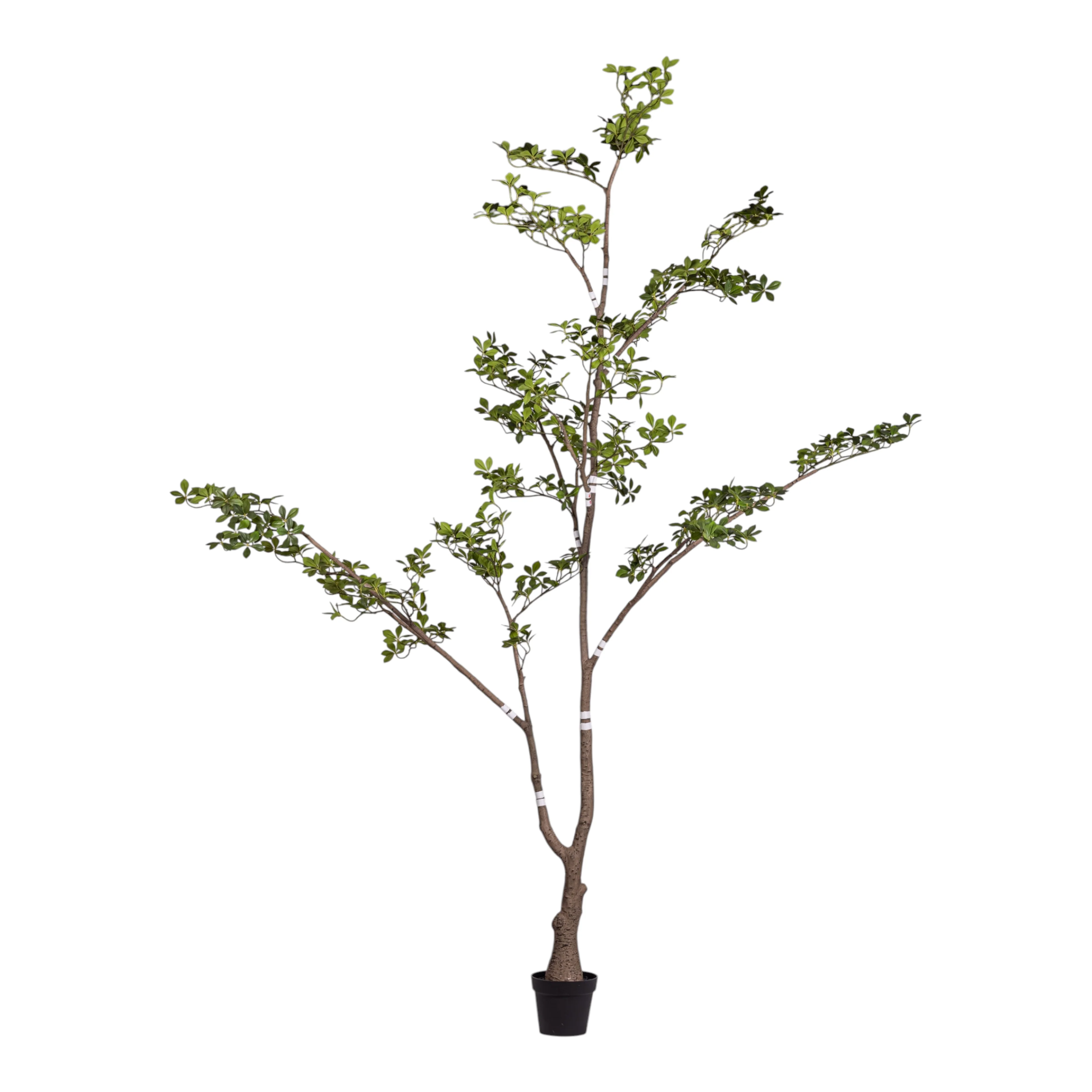 9' Gardenia Tree (flowerless)   FP1422 - Image 3
