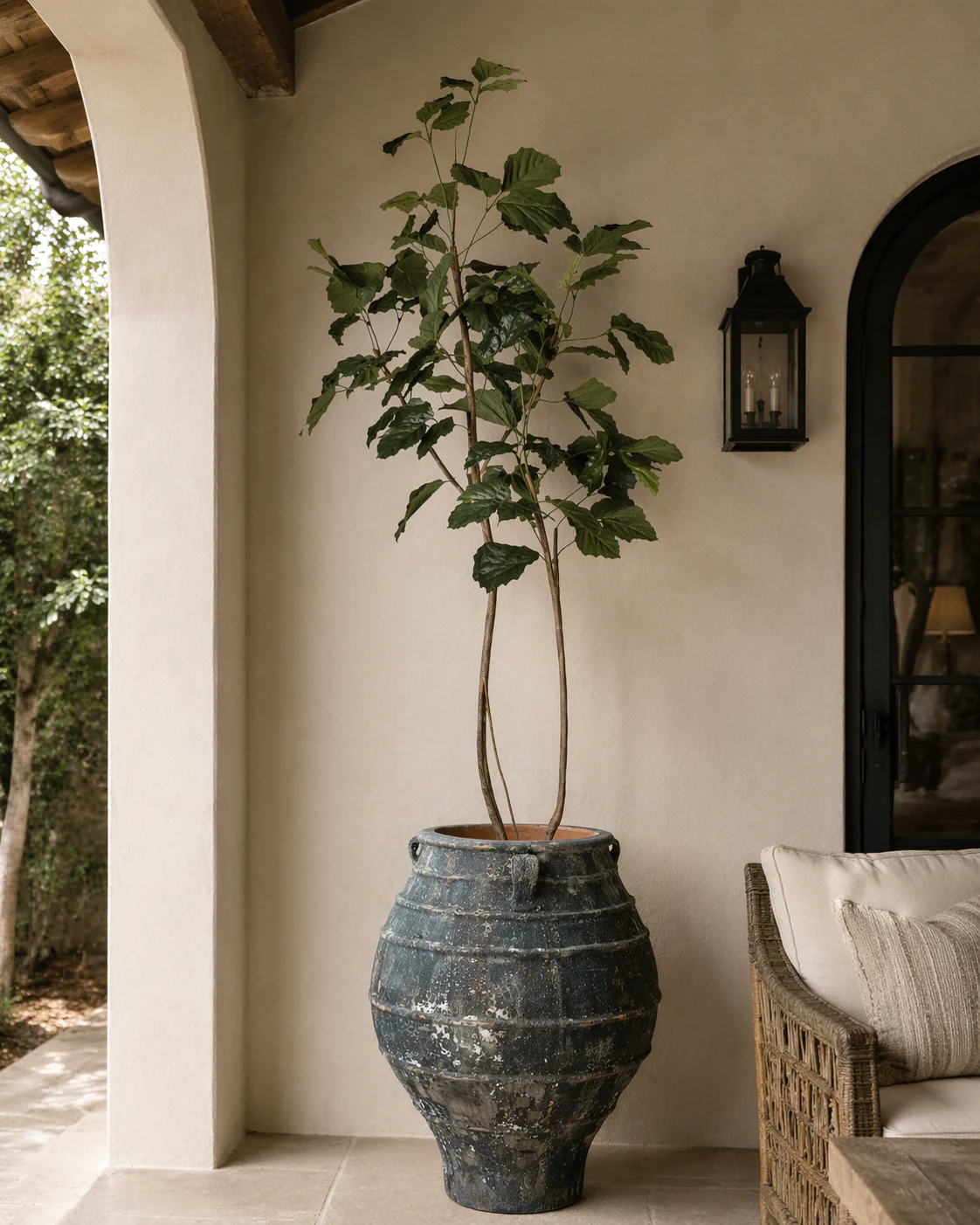9' Mulberry Tree     FP1431 - Image 2