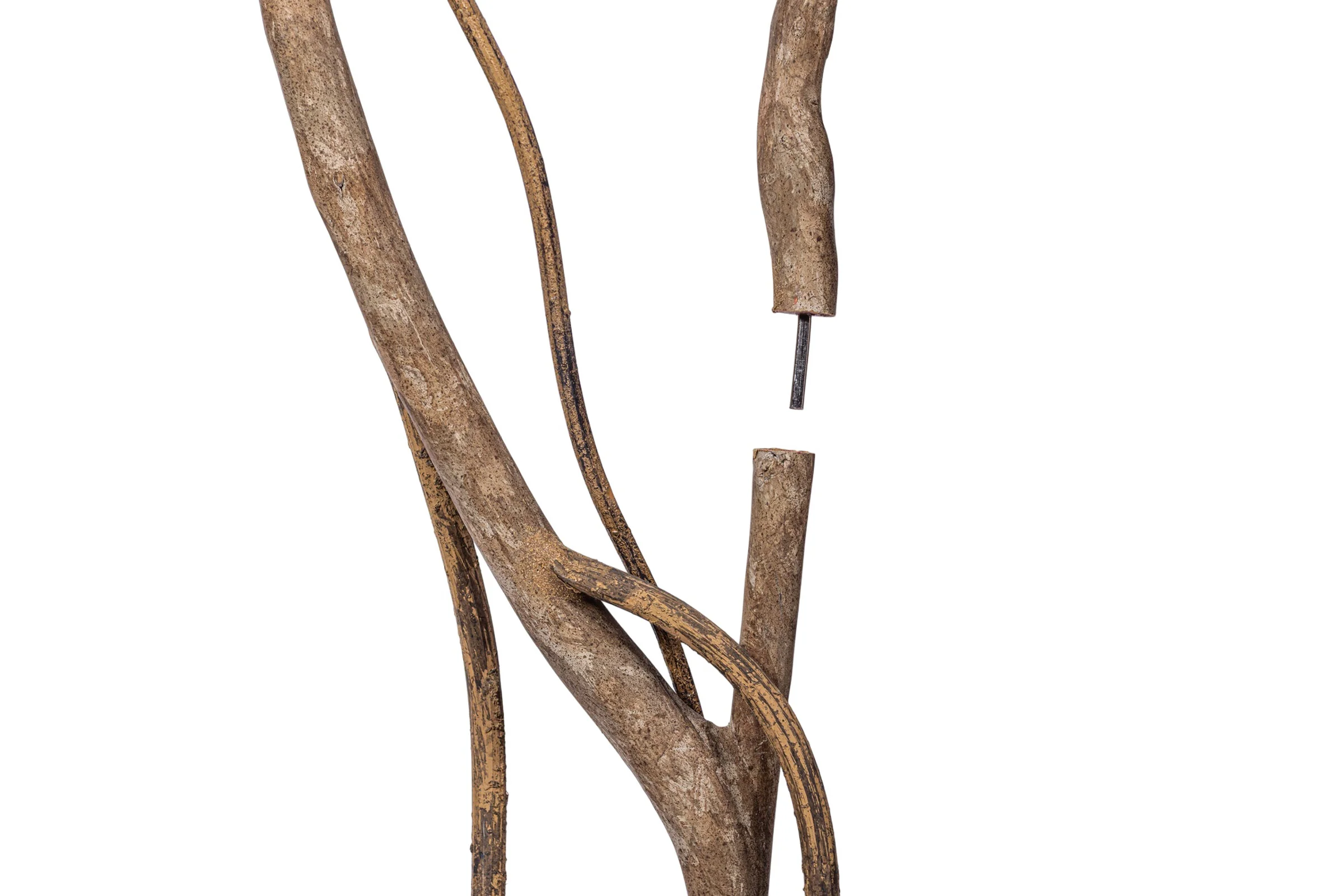 9' Mulberry Tree     FP1431 - Image 4