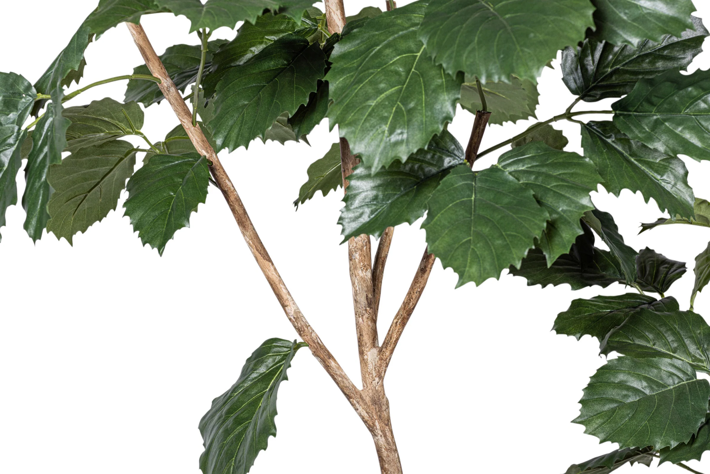9' Mulberry Tree     FP1431 - Image 6