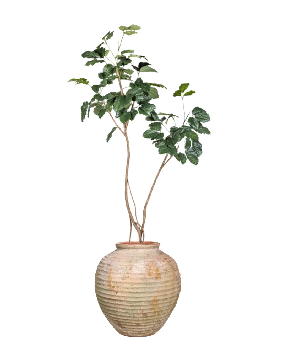 9' Mulberry Tree in Palmer Planter PC1431CN1441