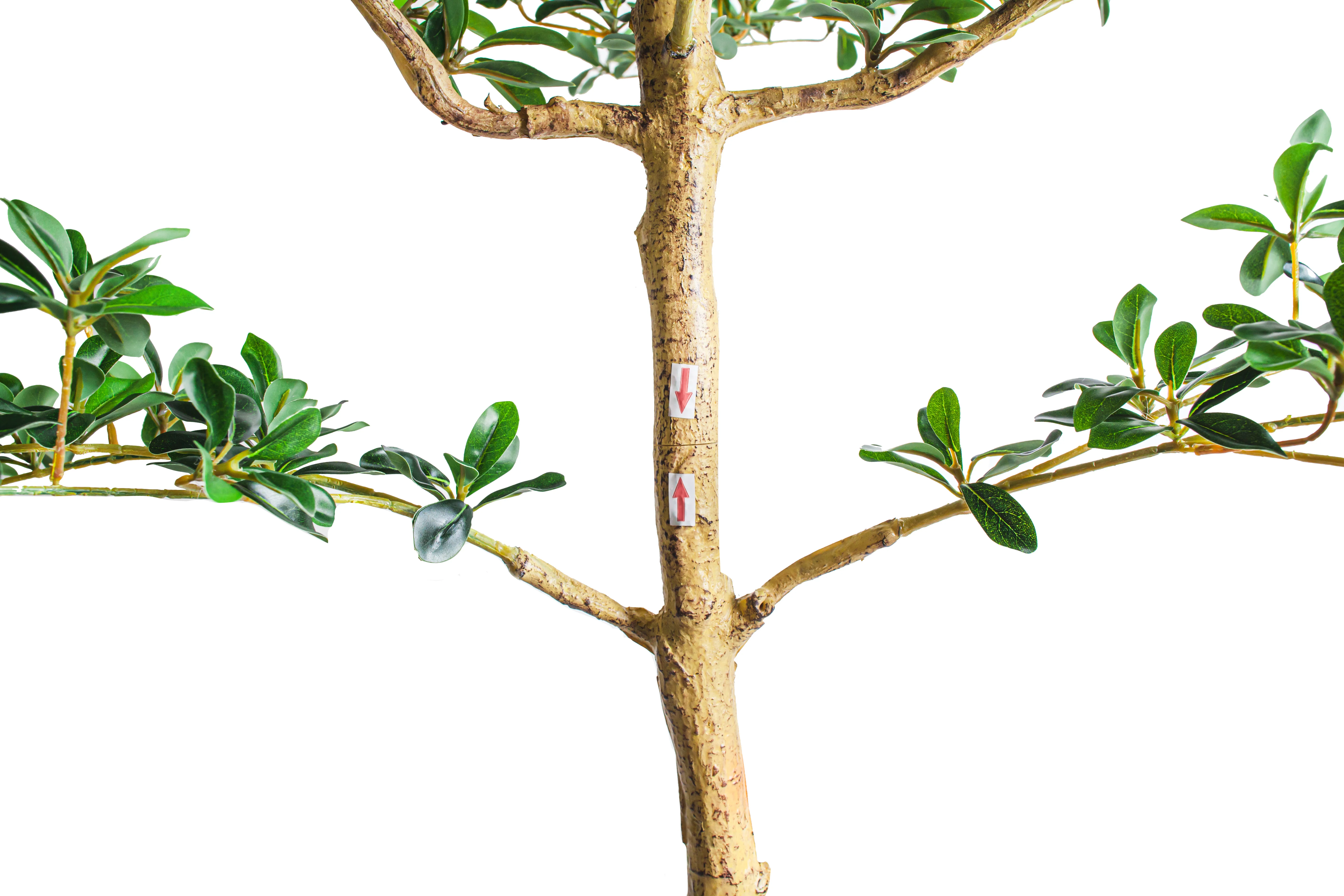 9' Shady Lady Black Olive Tree FP1448 - Image 3
