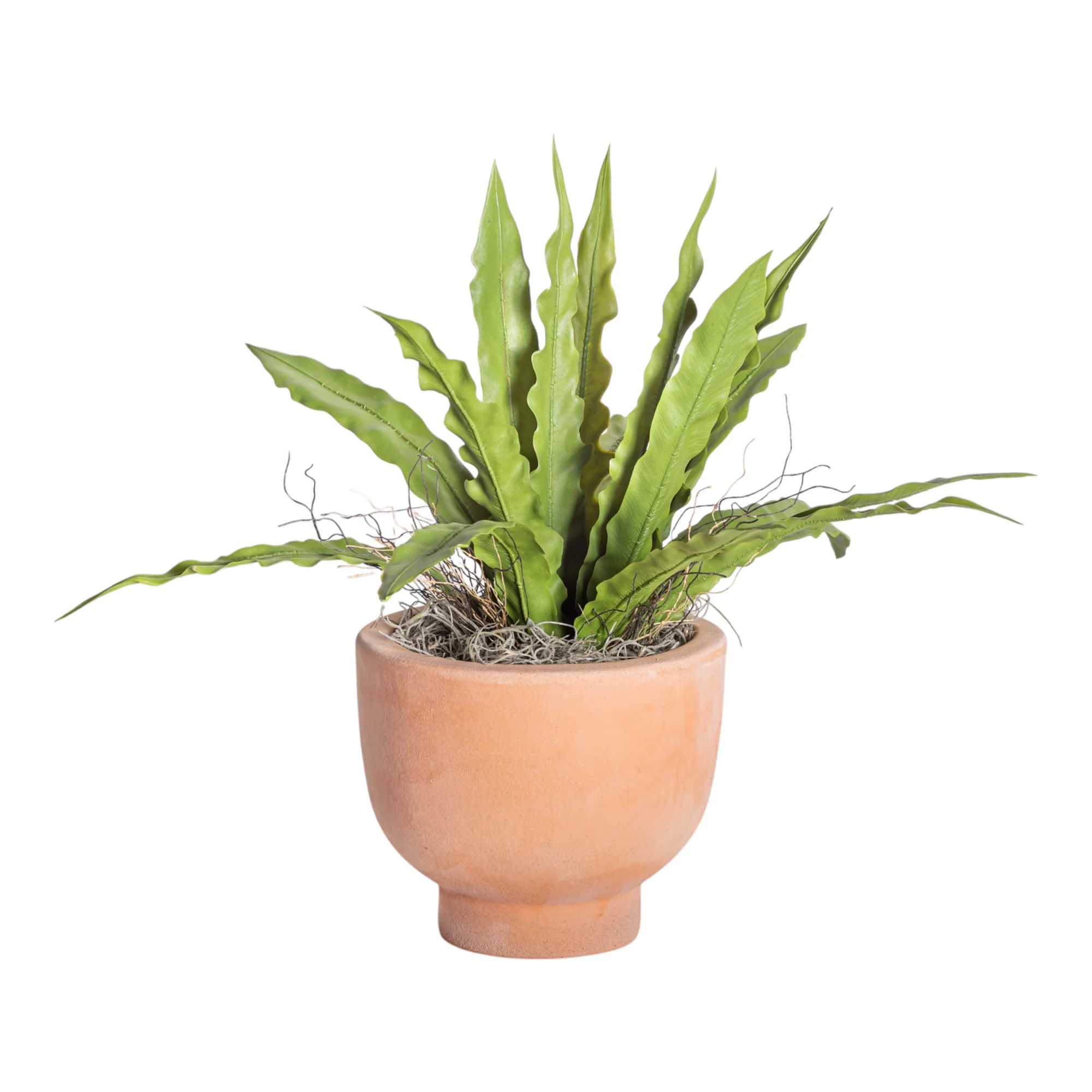 6" Terracotta Mack Compote with Bird's Nest Fern Arrangement AR1216