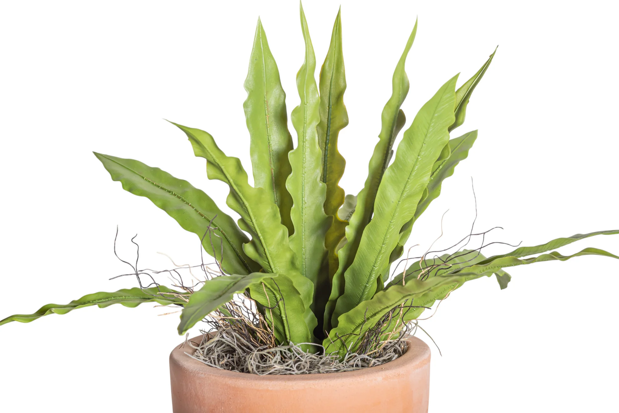 6" Terracotta Mack Compote with Bird's Nest Fern Arrangement AR1216 - Image 2
