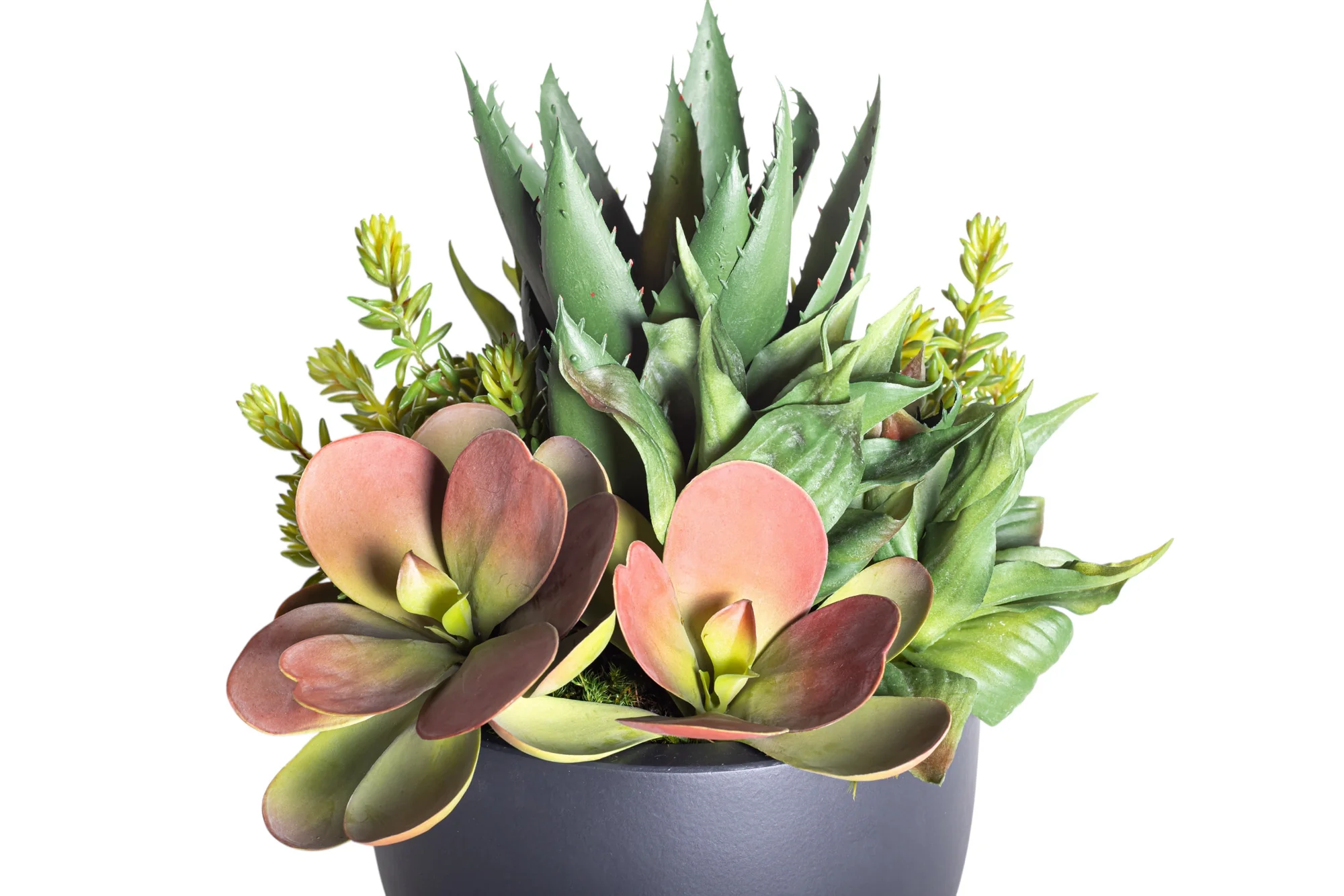 9" Black Mack Compote with Mixed Succulent Arrangement AR1239 - Image 2