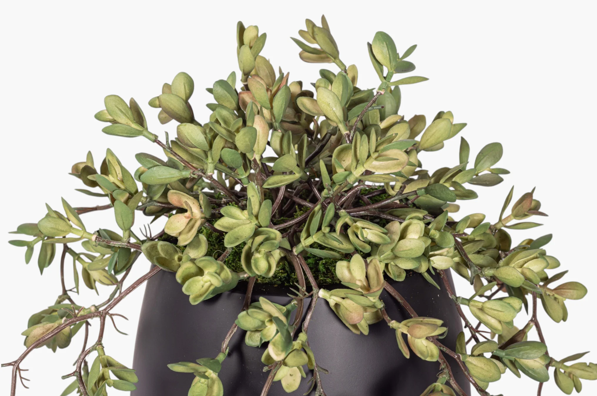 7" Gail Pot with Trailing Succulent Arrangement AR1975 - Image 2