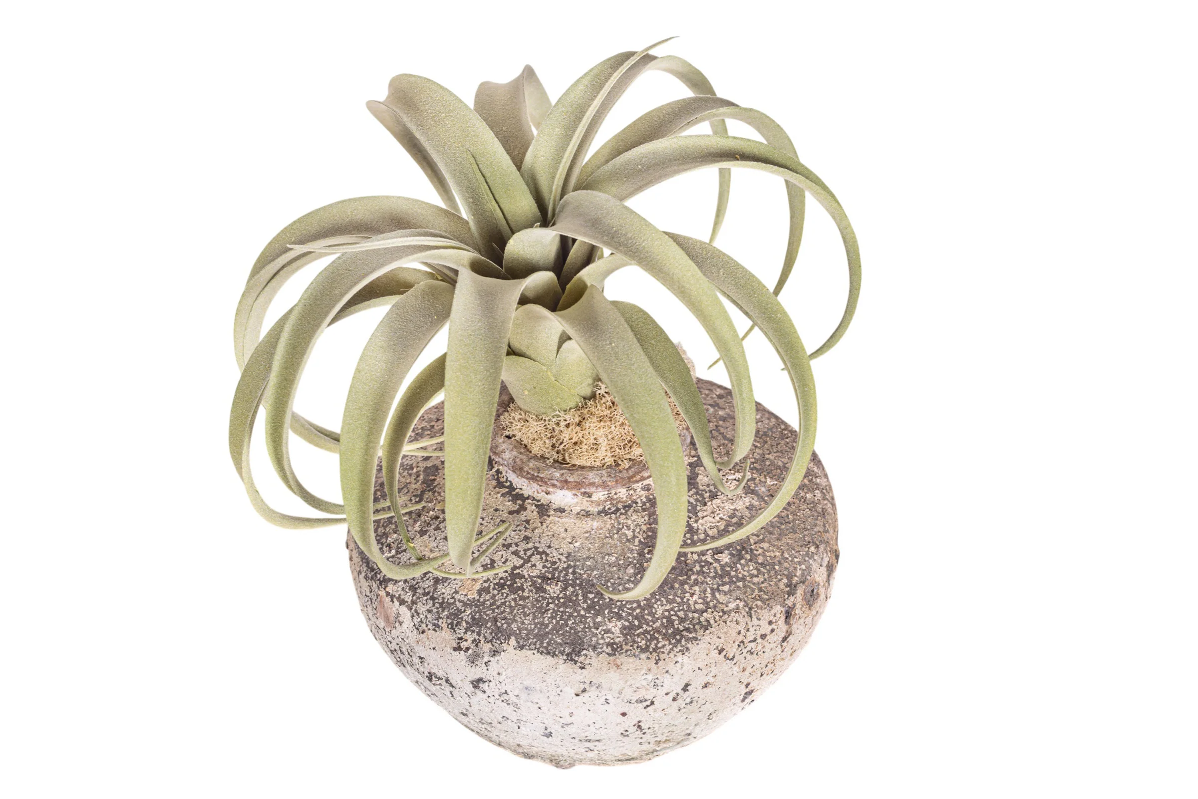 12" Loen Pot with Airplant Arrangement AR1977 - Image 2
