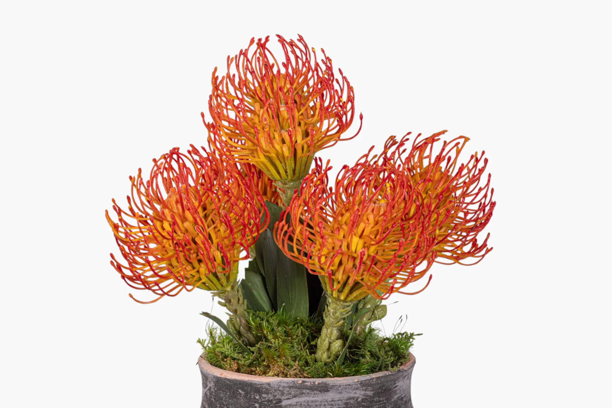 8" Titan Pot with Protea Arrangement AR1981 - Image 2