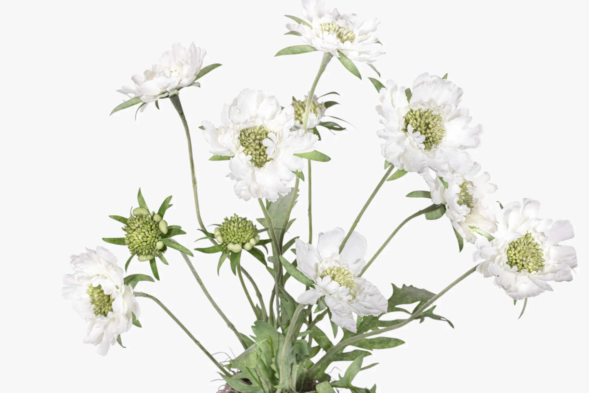 Haley Pot with Scabiosa Floral Arrangement AR1990 - Image 2