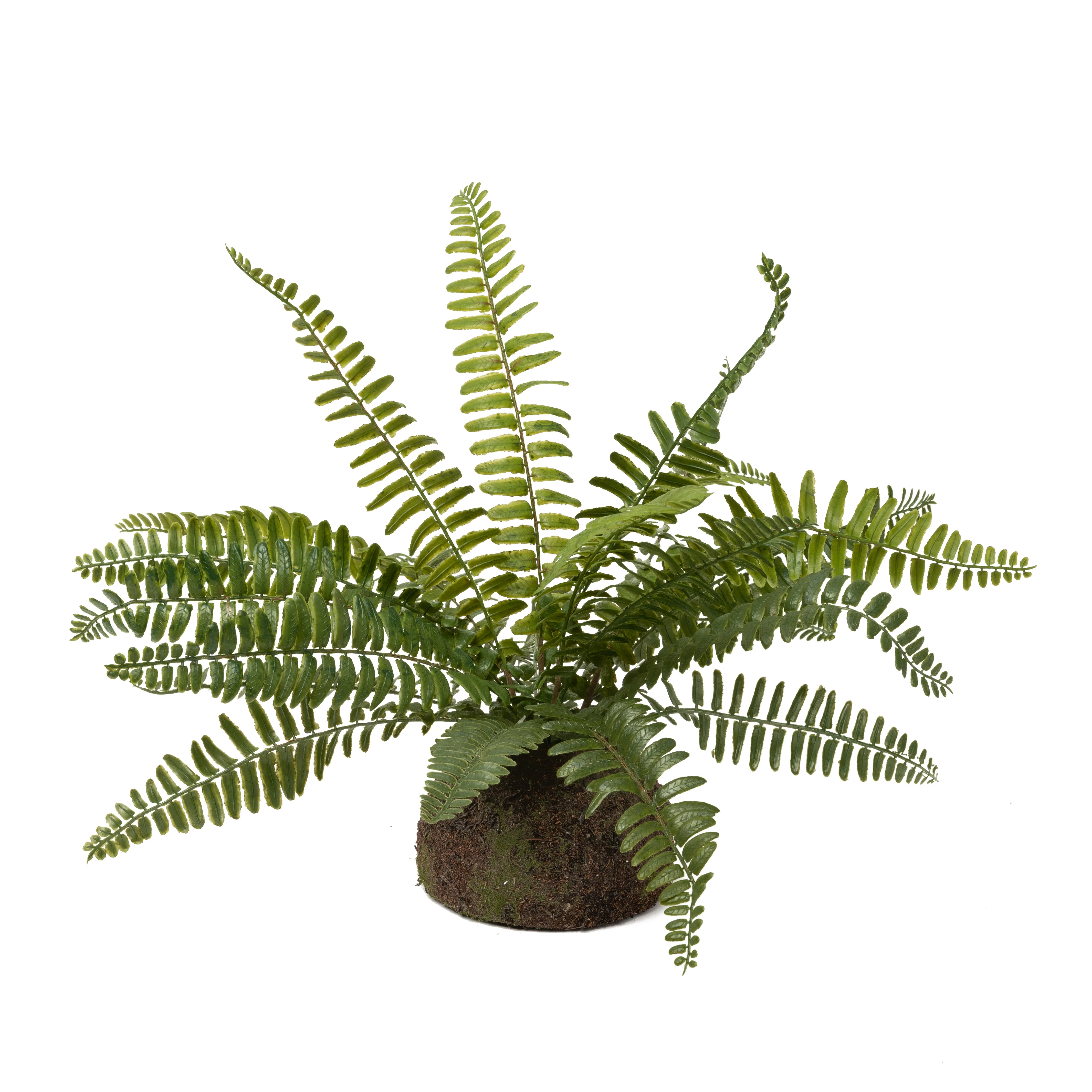 14" Drop In Boston Fern Plant PP1040