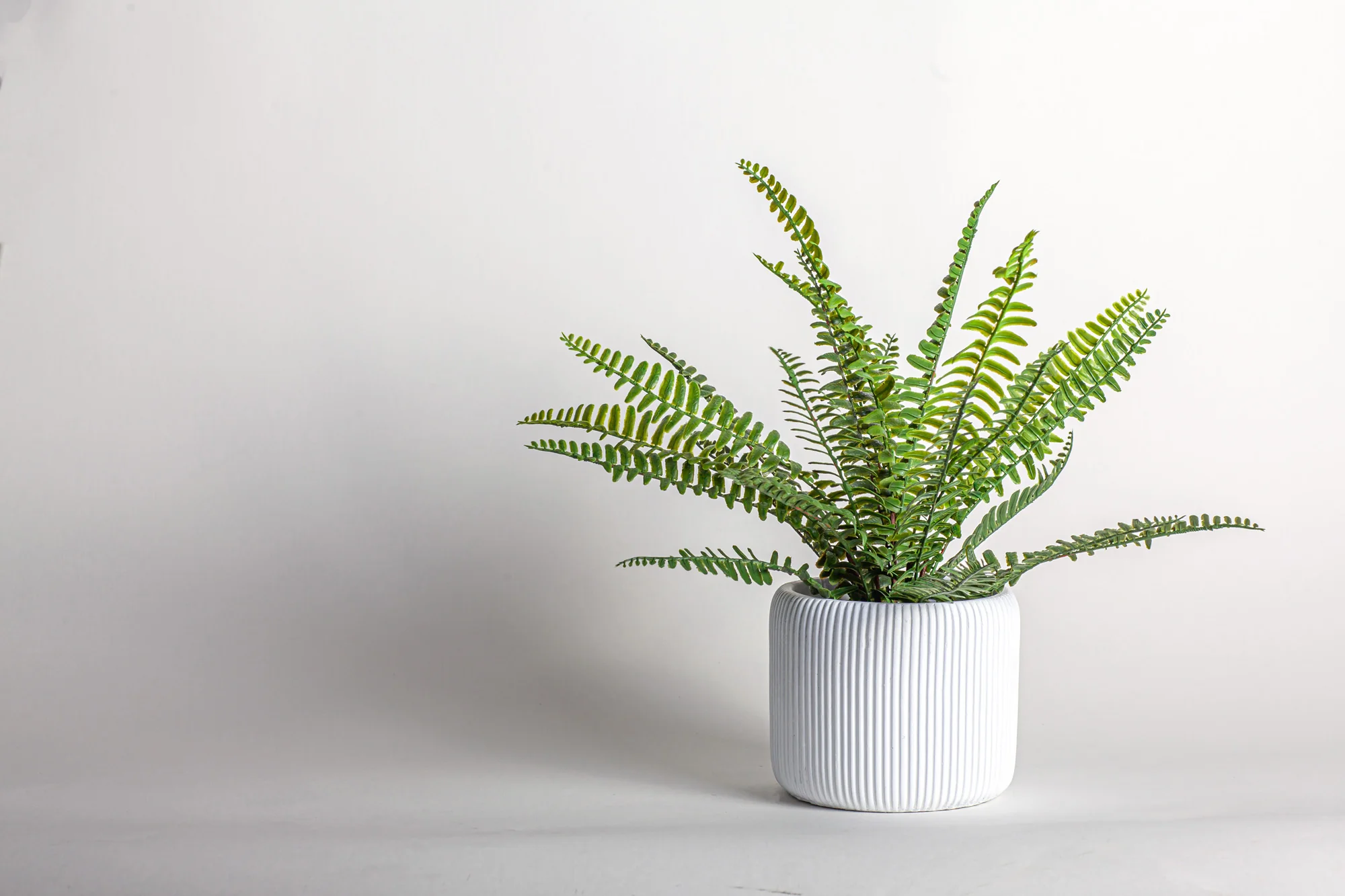 14" Drop In Boston Fern Plant PP1040 - Image 4