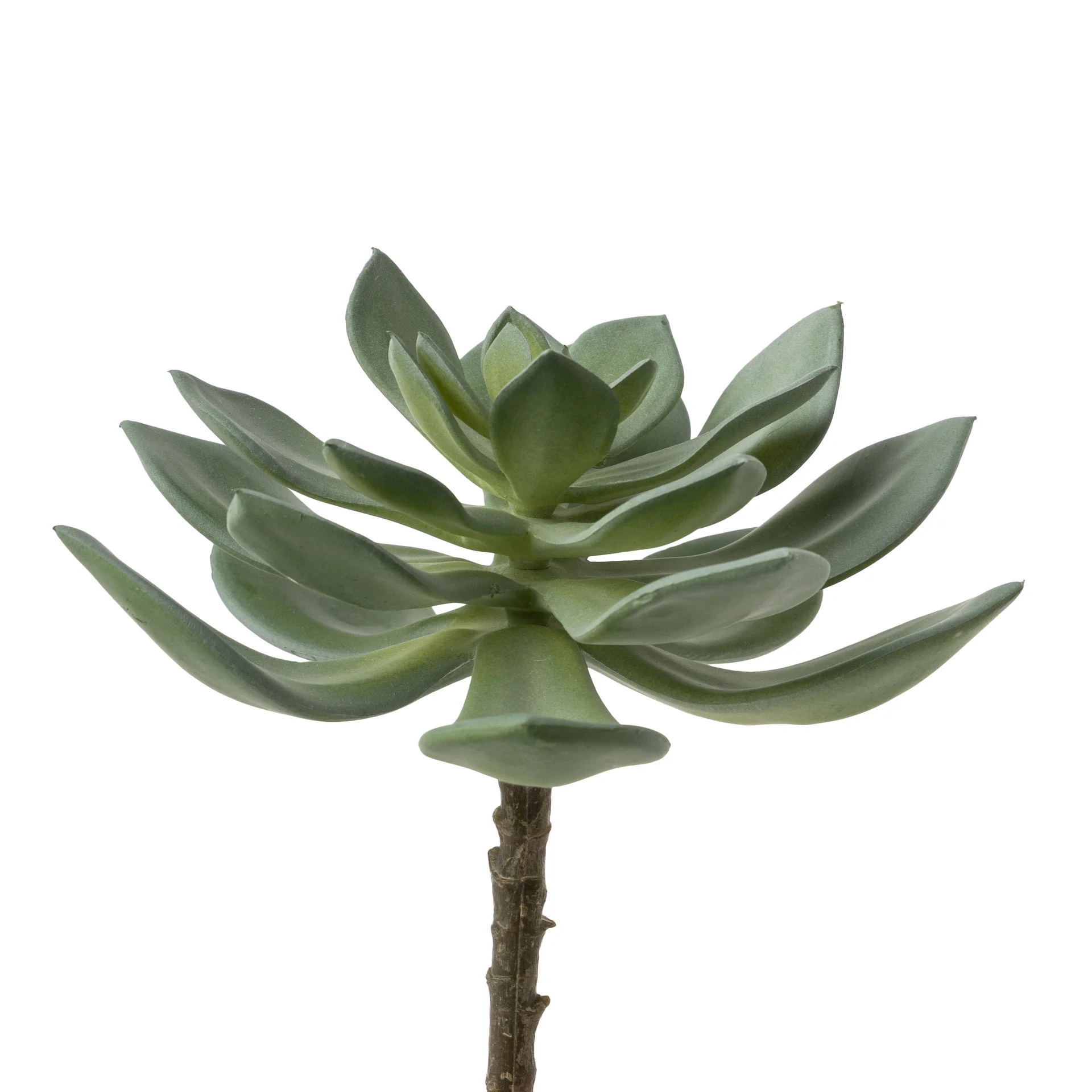 6" Echeveria Stem- Light Green - UV Treated   SF1096UV
