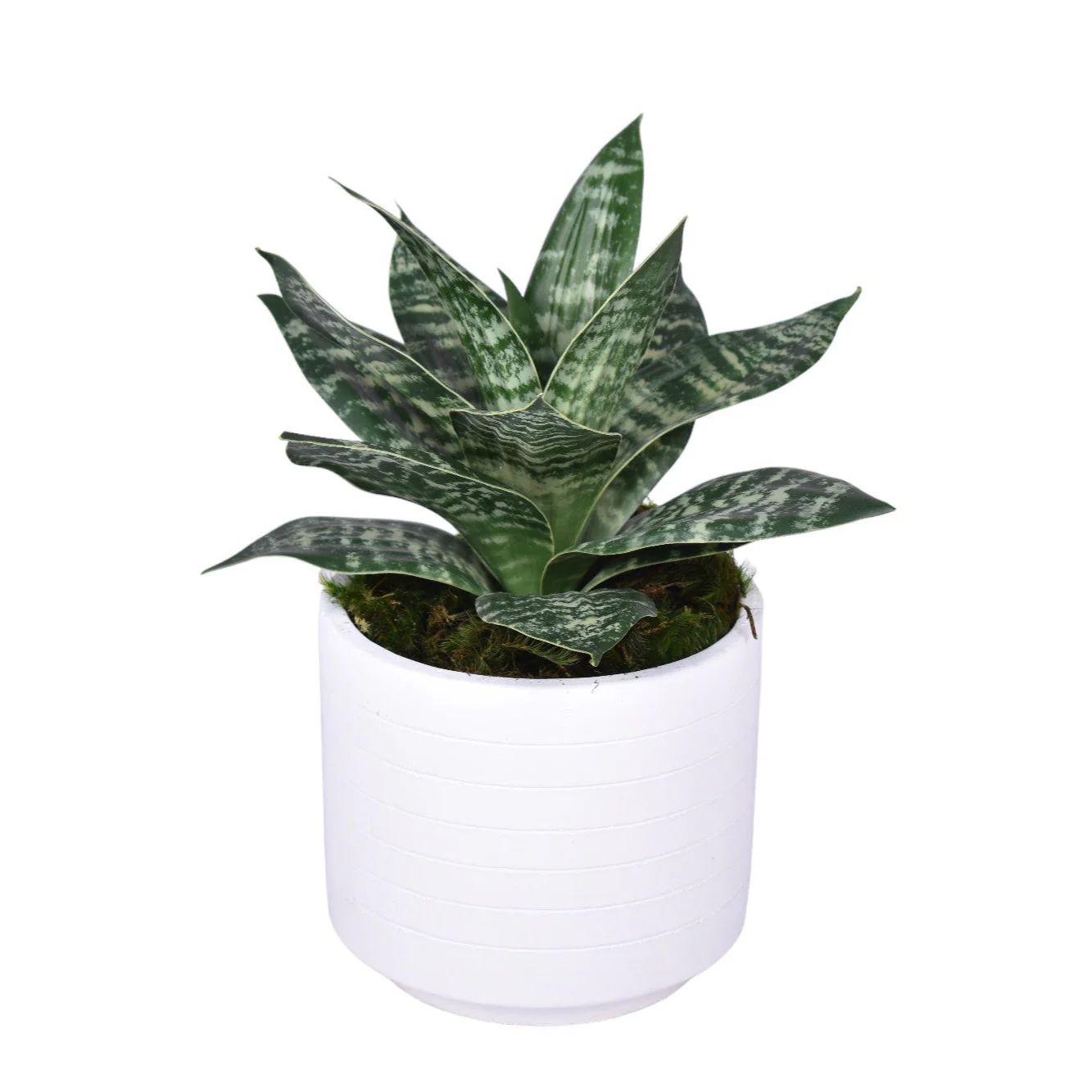 Flat White Pot with Sansevieria Arrangement   AR1749